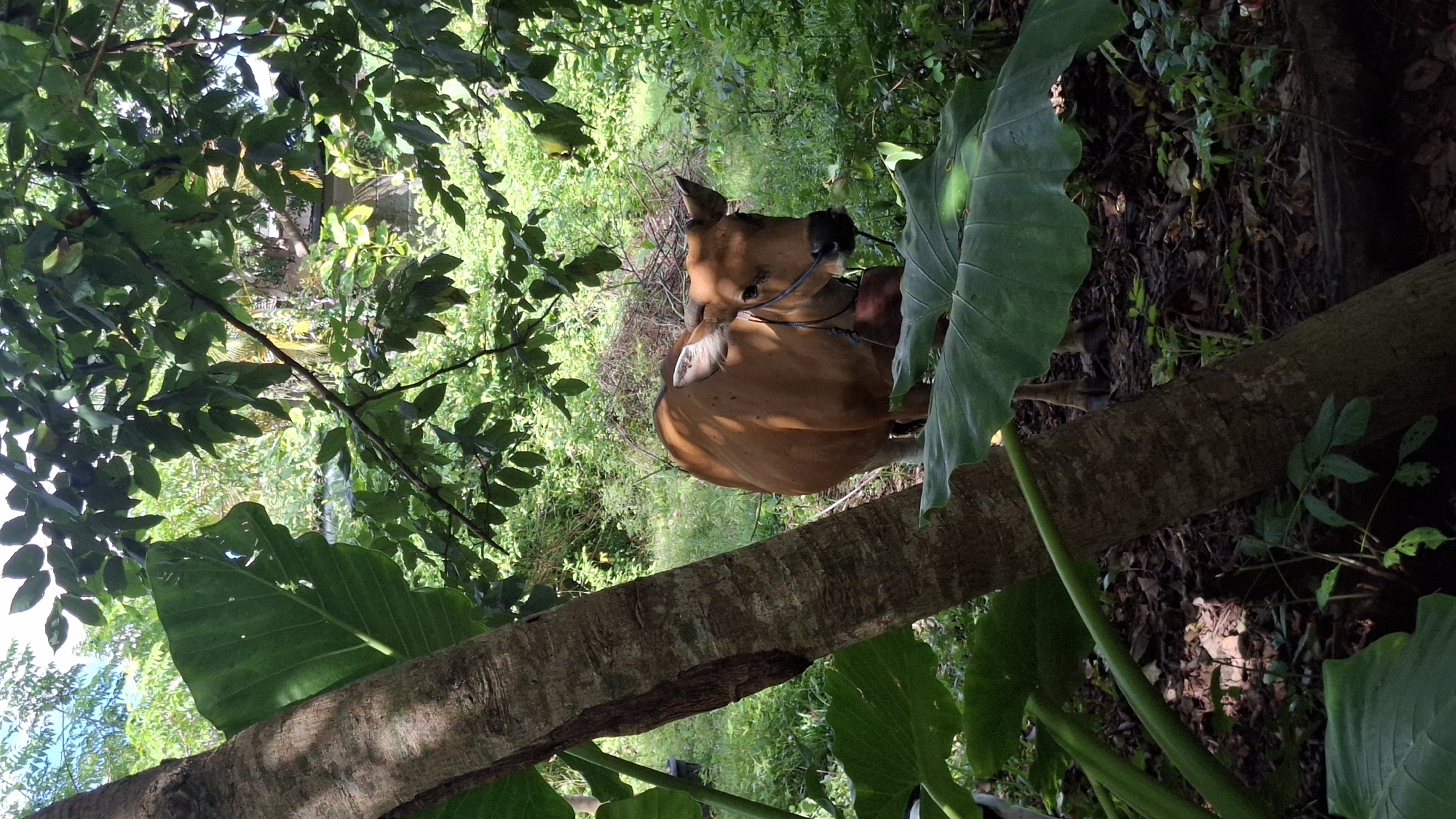 Brown cow with bridle spotted in lush Kuta Selatan