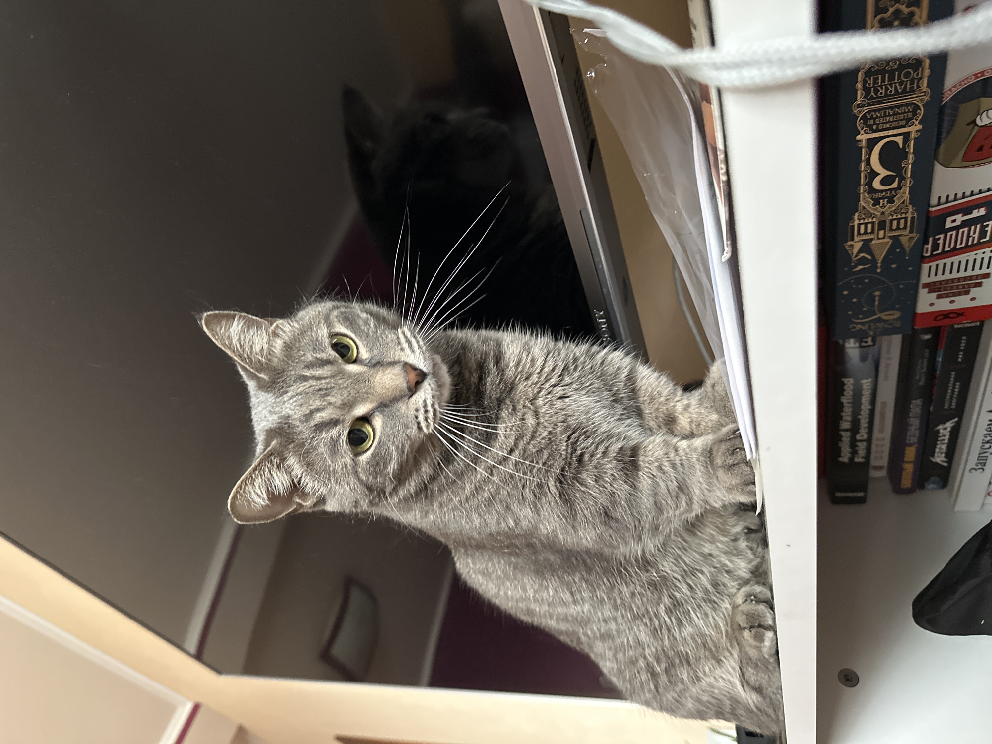 Gray tabby cat spotted multiple times in Krasnoyarsk apartment