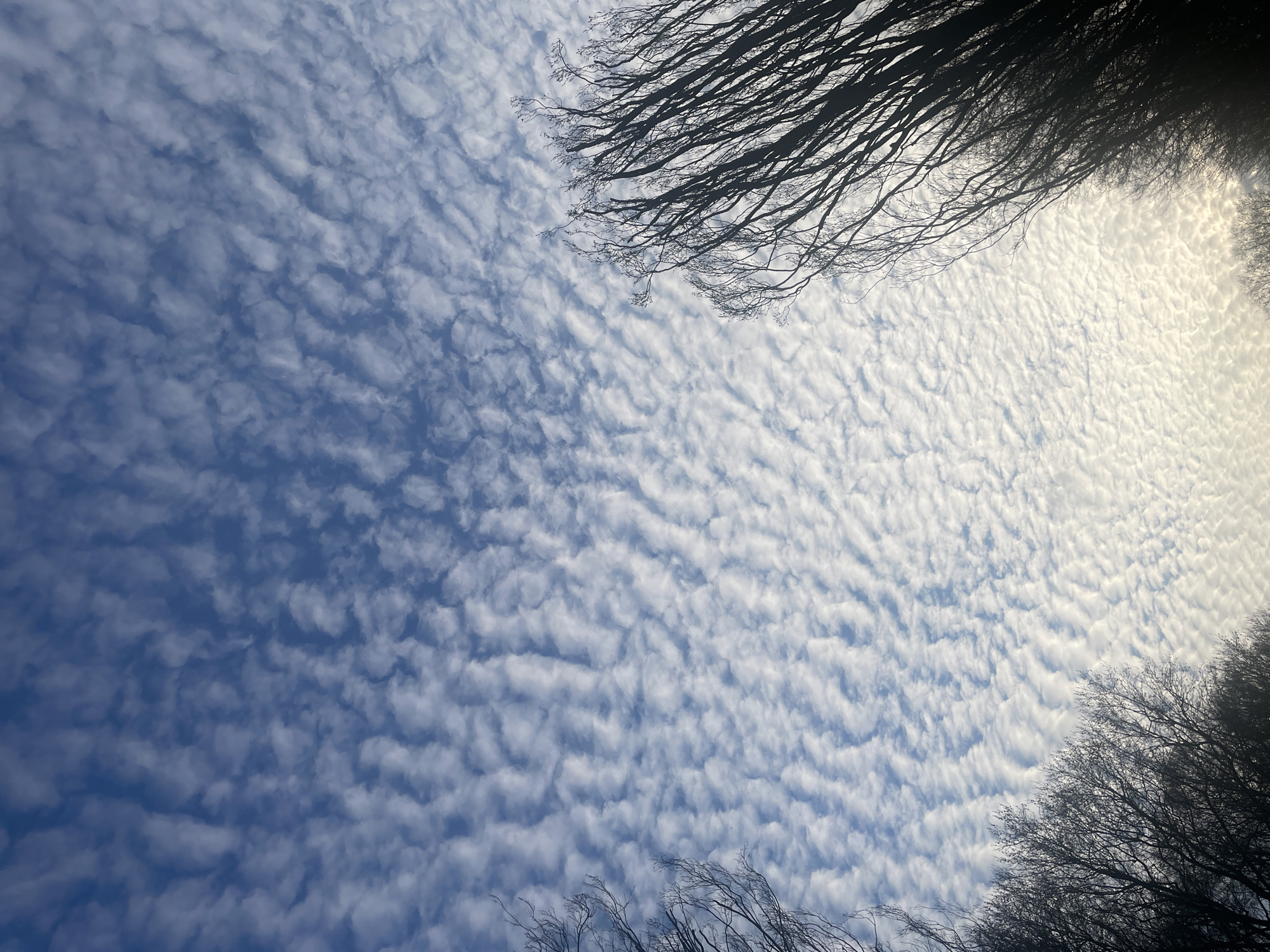Berlin witness captures rippled altocumulus clouds through tree branches