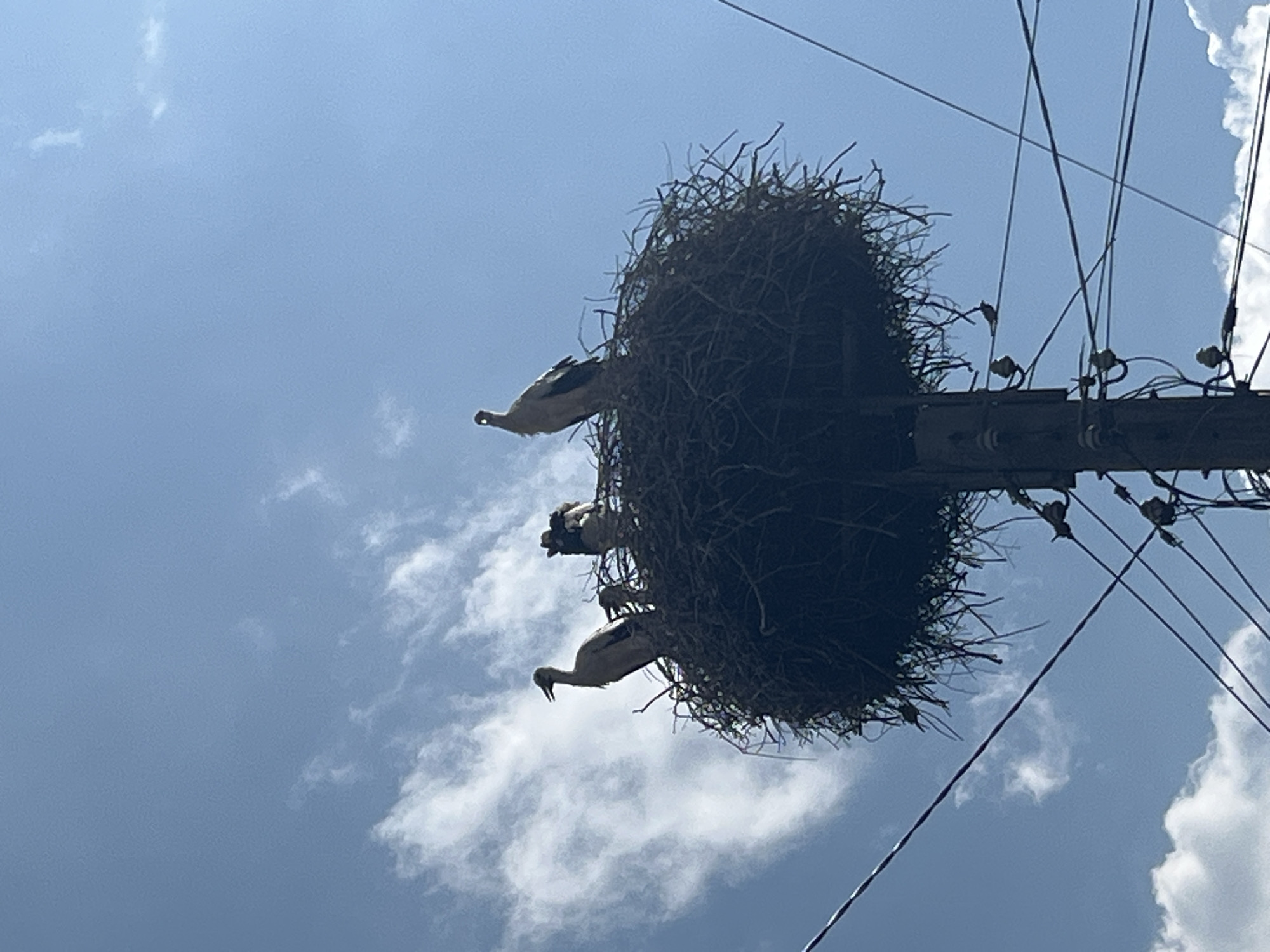 Stork nest crowns a utility pole in Bansko, Bulgaria.