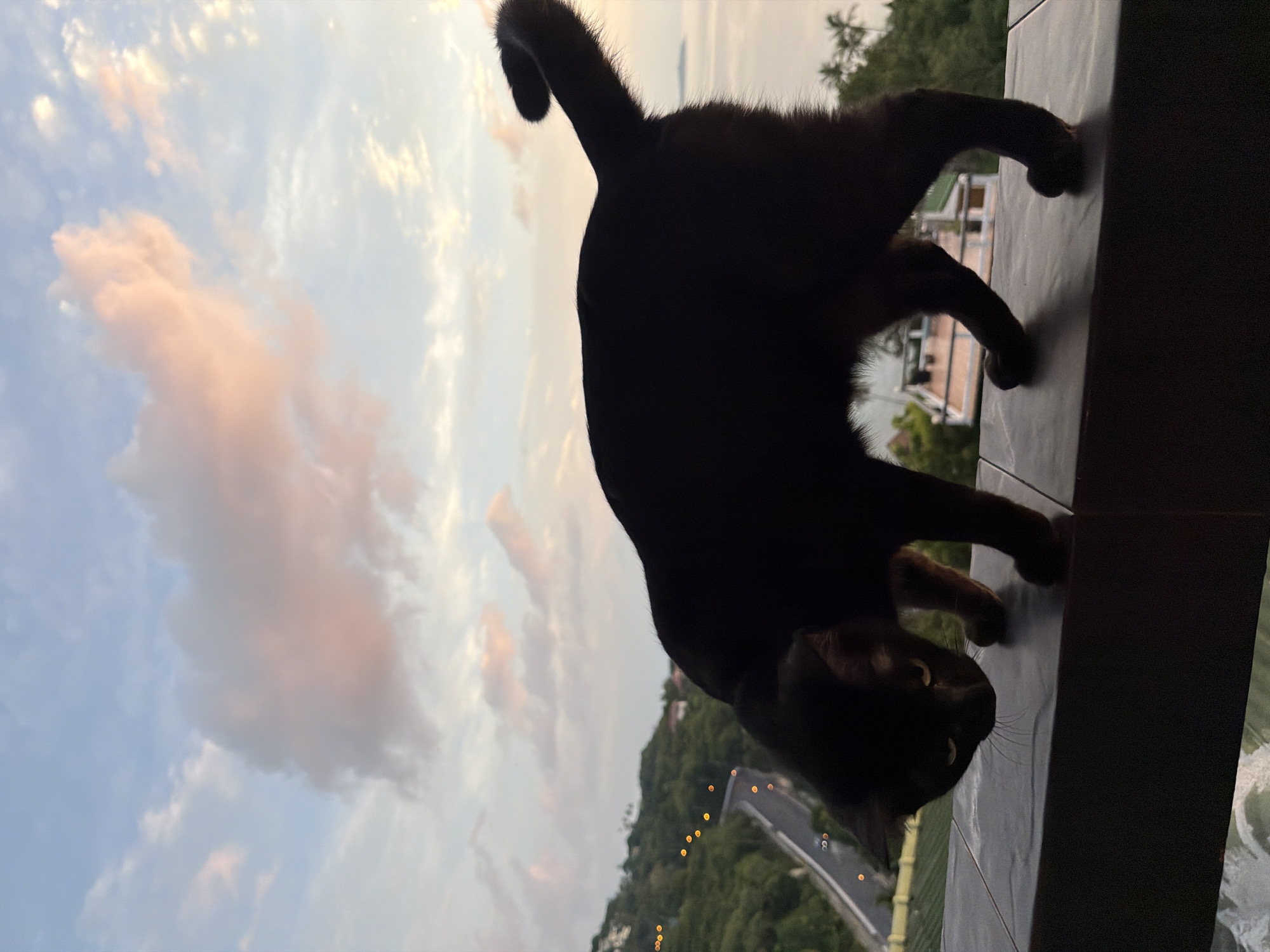 Black cat on a Ko Samui ledge at sunset