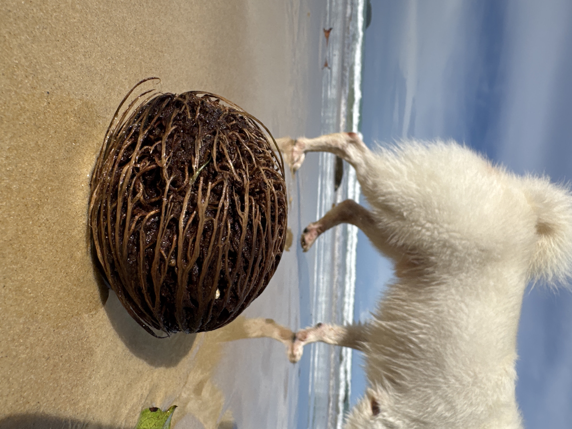 Dogs and beach finds on a cloudy morning at Karon