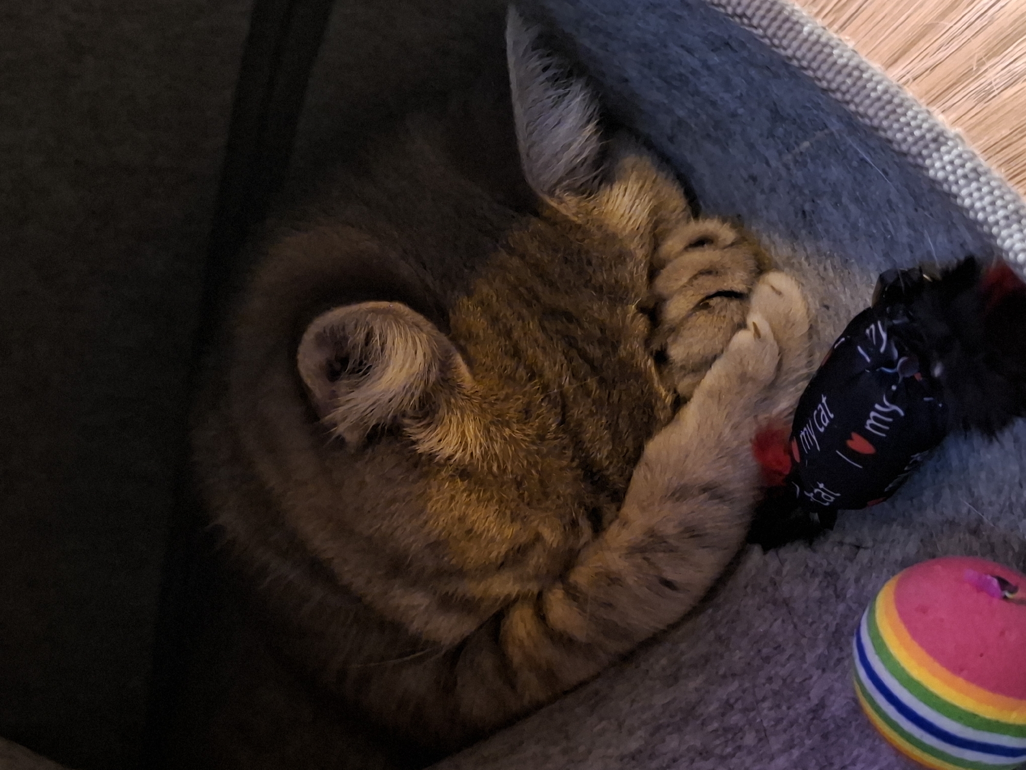 Early morning cat life in Zemun apartment