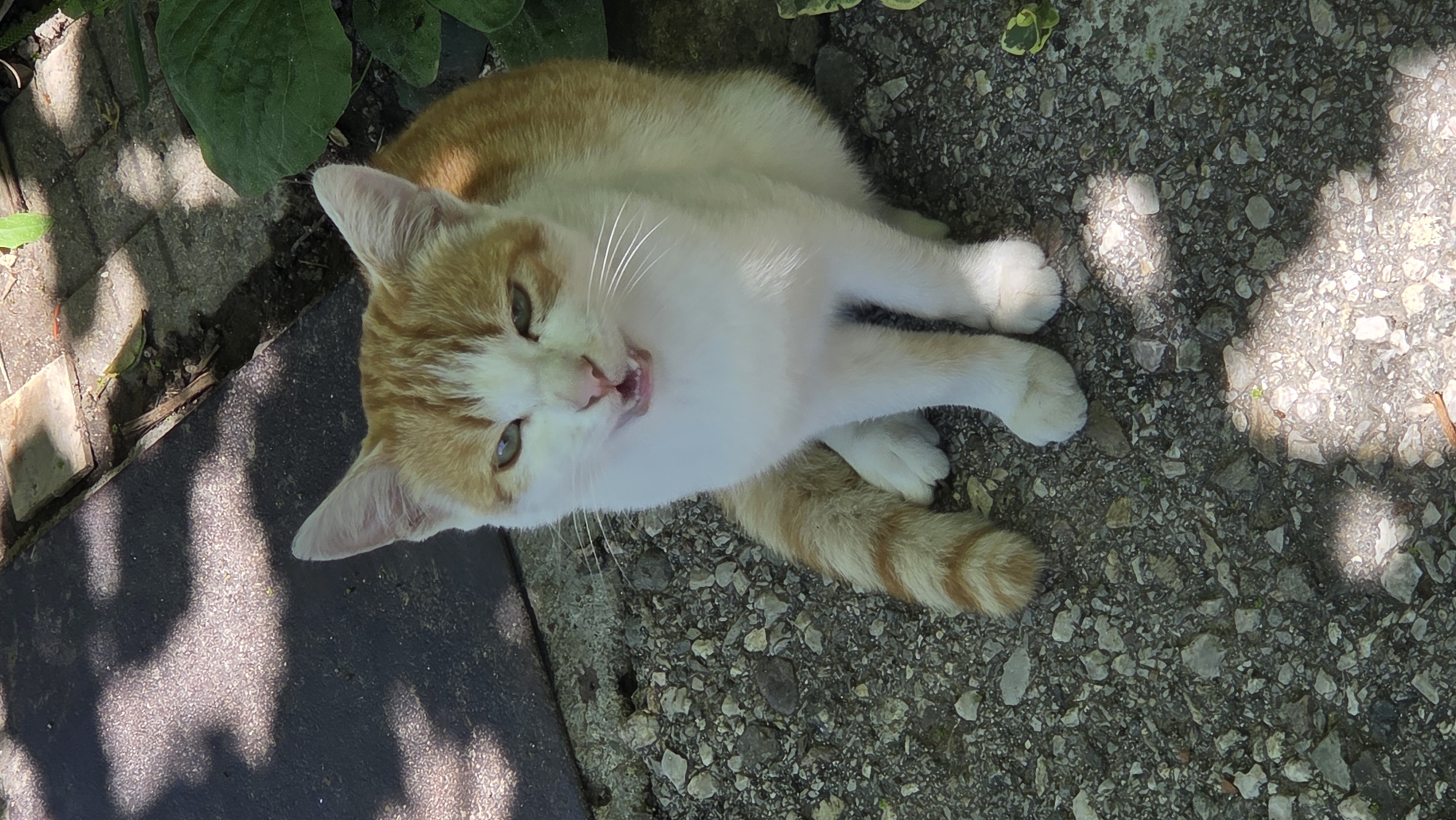 Cats, bookshelves, and a quiet morning in Bania, Bulgaria