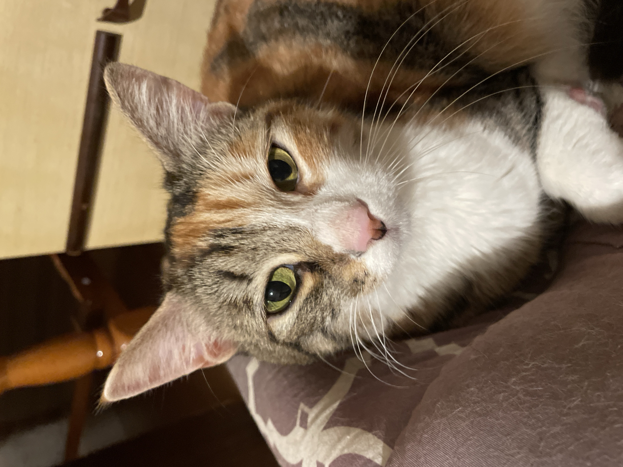 Calico cat and LEGO Stitch photographed in Nesebar