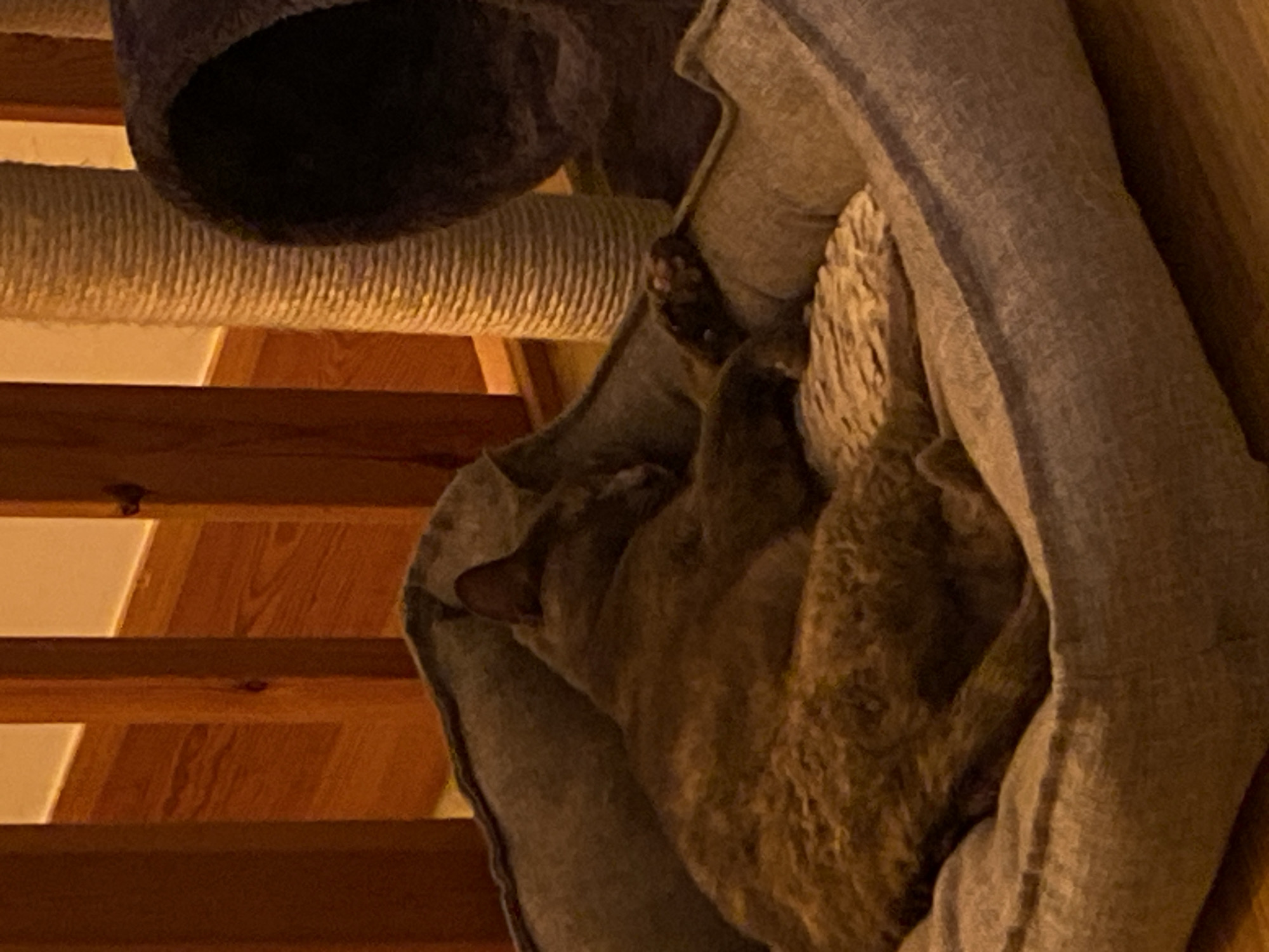 Tabby cat sleeps peacefully in pet bed, Björklinge Sweden