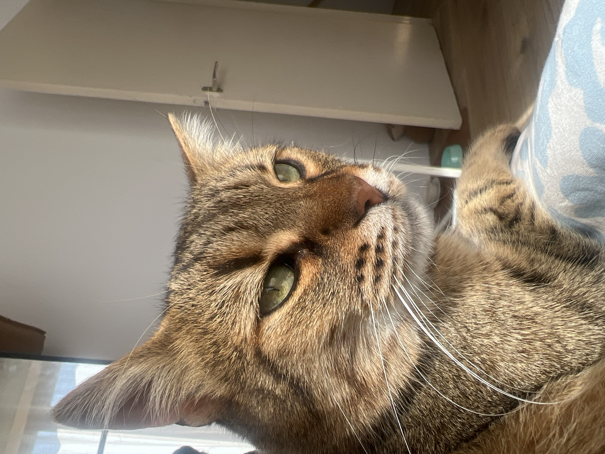Tabby cat photographed multiple times in Beverwijk home