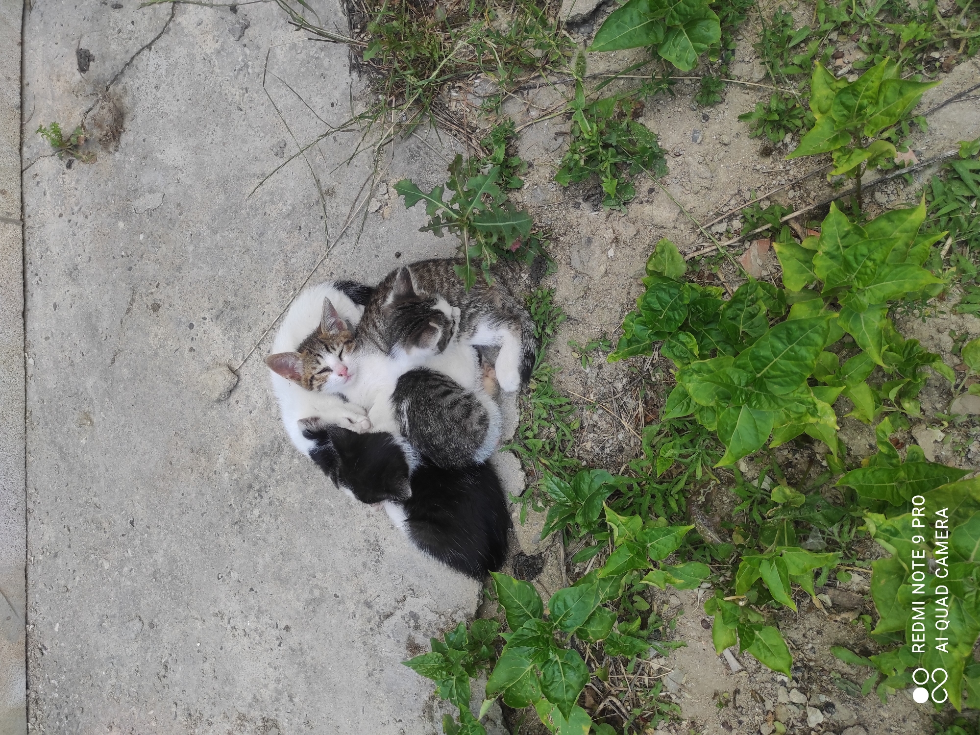 Mother cat tends kittens in Baku streets, daily life observed