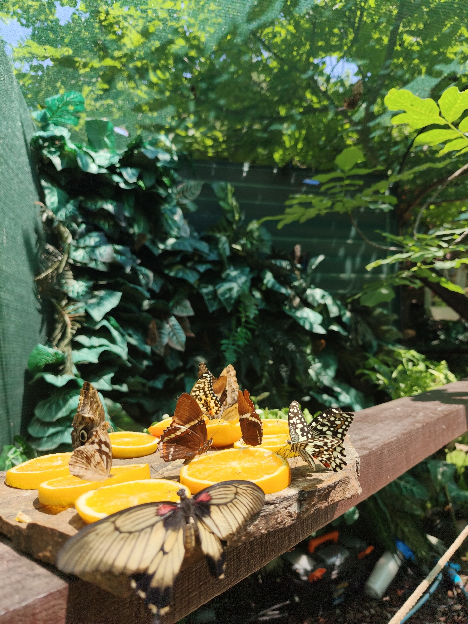 Butterflies feed on orange slices inside a Chișinău enclosure