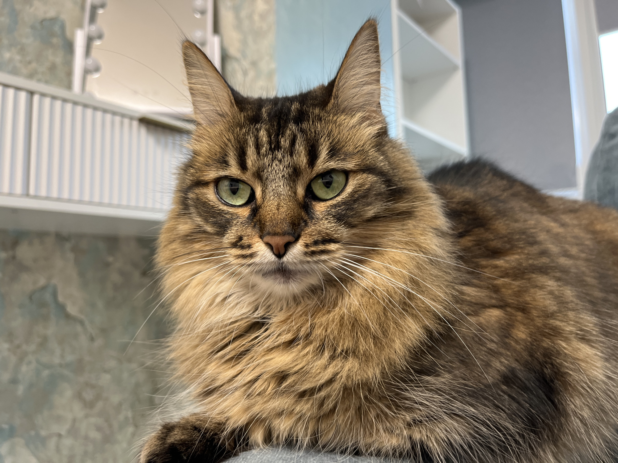 Cat portraits, a snack, and a ladybug in Babruysk