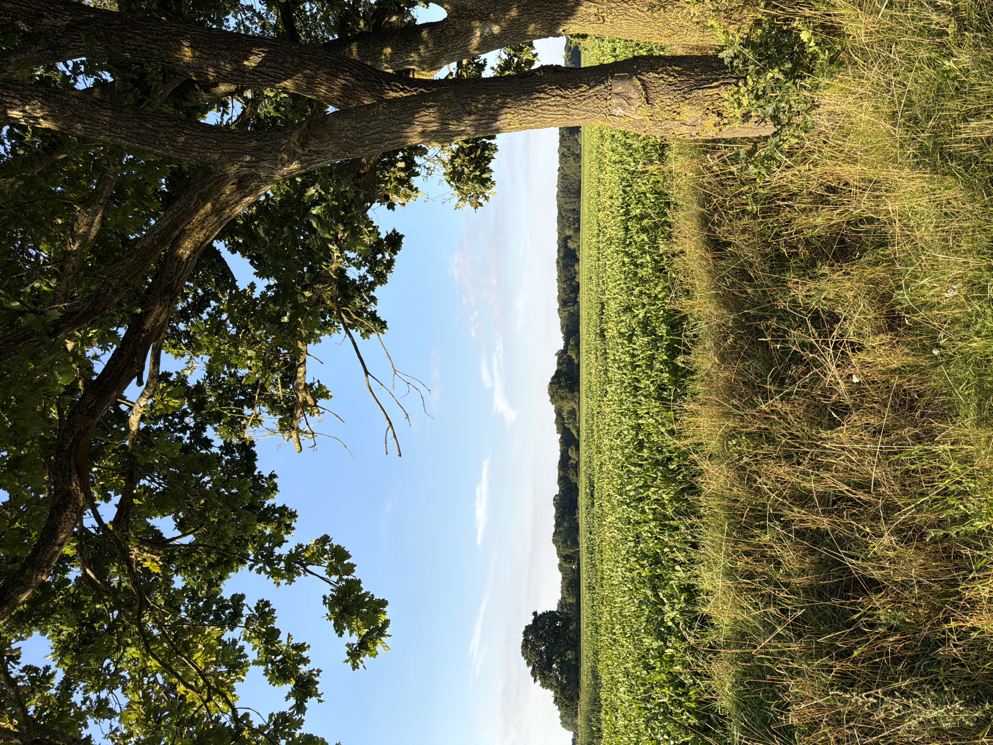 Afternoon walk along a rural path beside open crop fields.