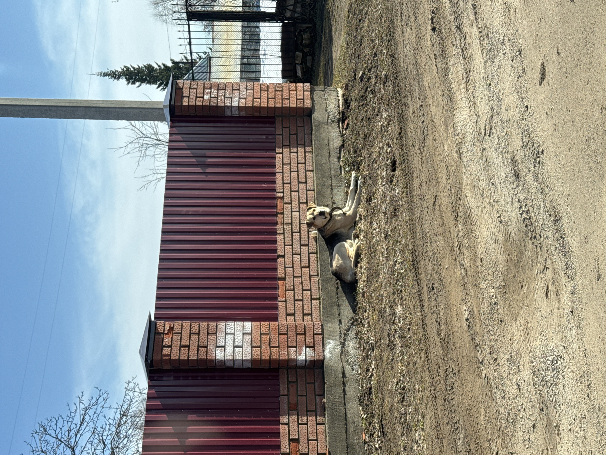 Dog spotted resting near residential road in Chaikovsky, Russia