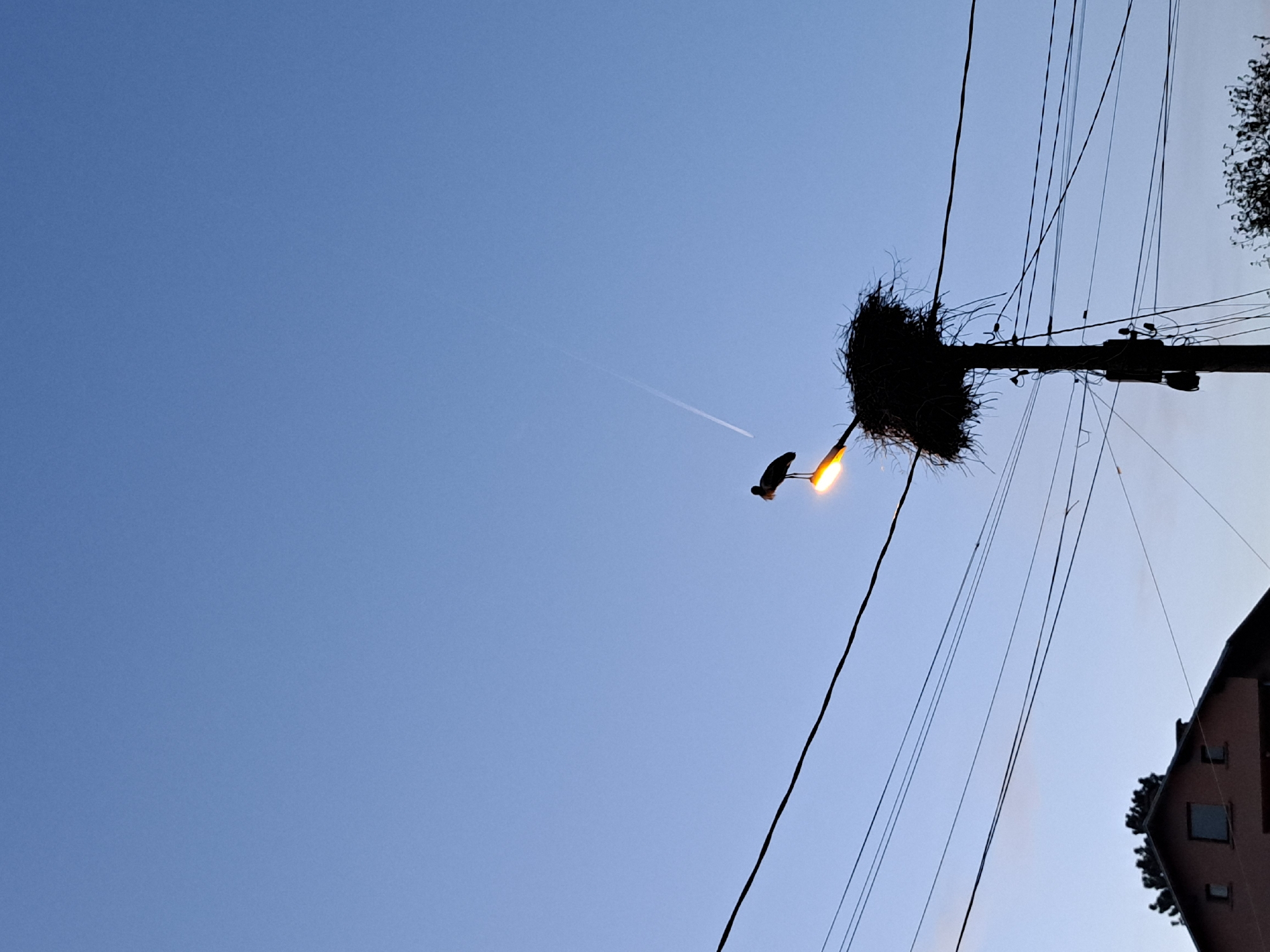 Evening life in Bulgarian village: stork nesting, dog walking