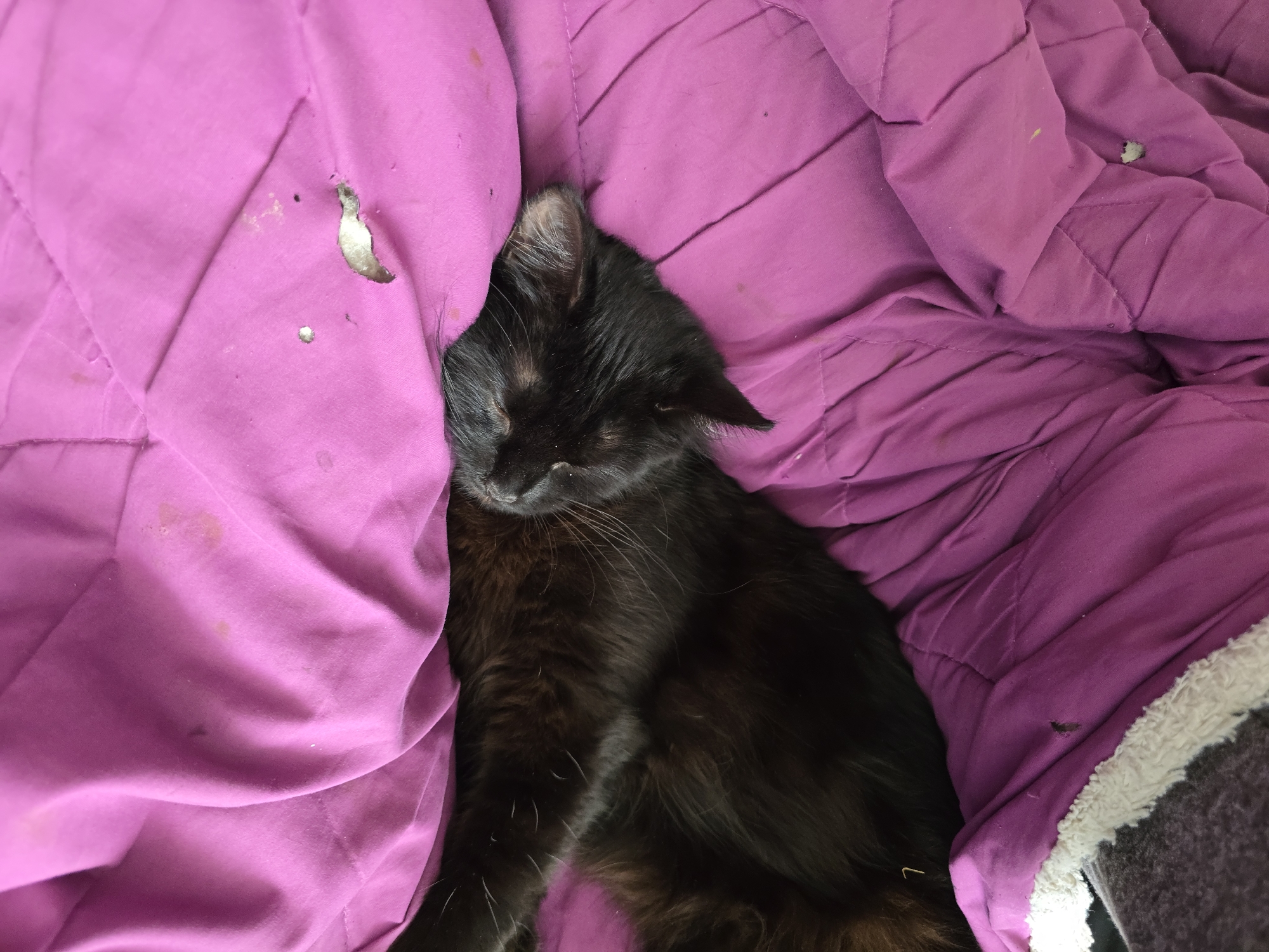 Black cat naps and lounges on a pink blanket at home