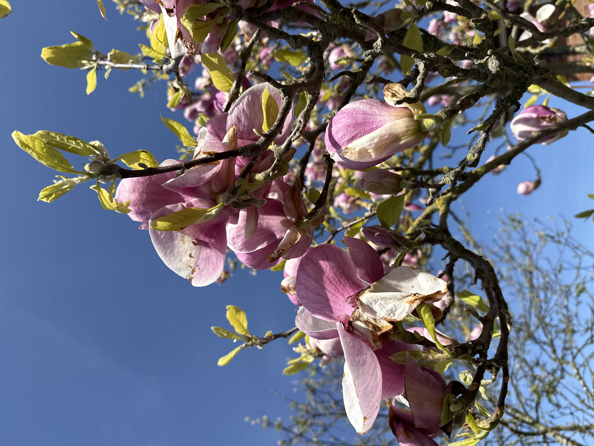 Spring magnolia blooms captured alongside casual street scene in Great Yarmouth