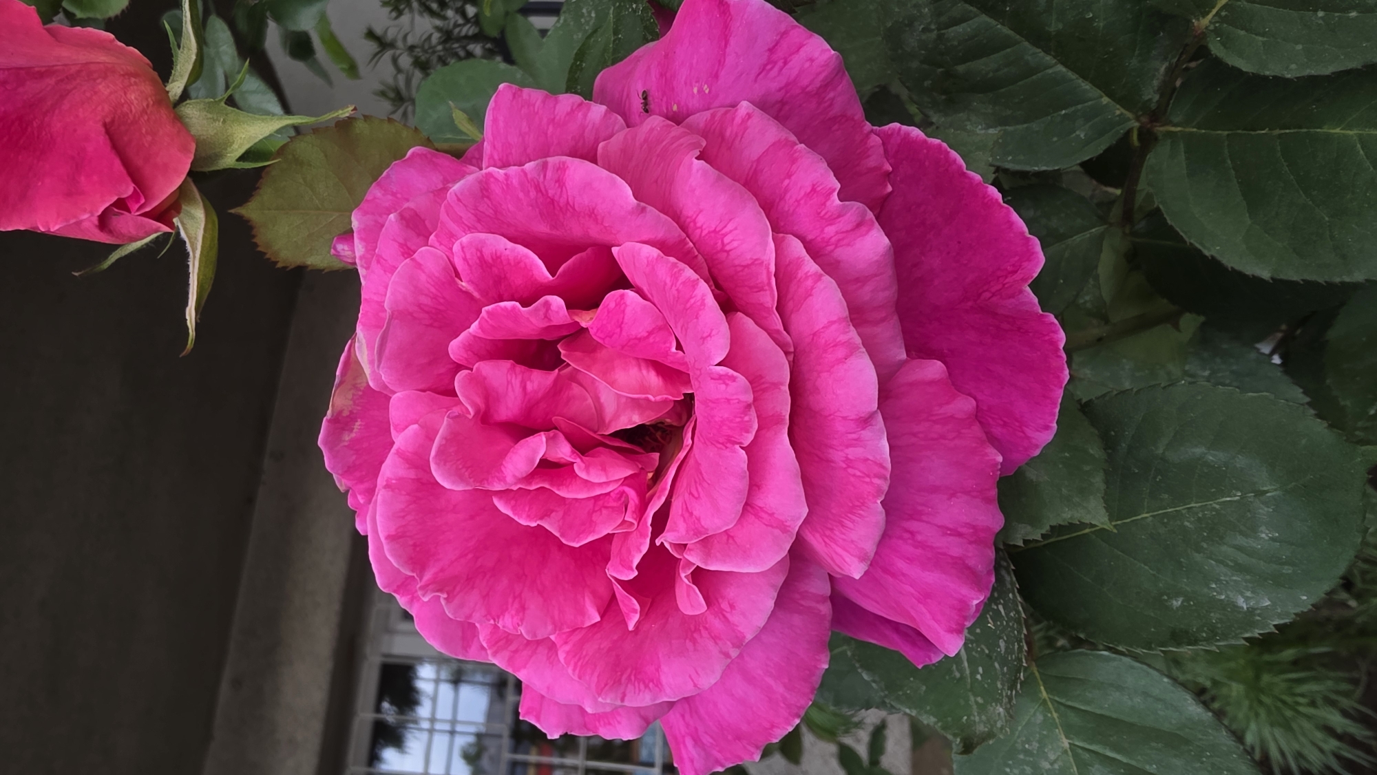 Pink roses bloom in Blagoevgrad garden, Bulgaria