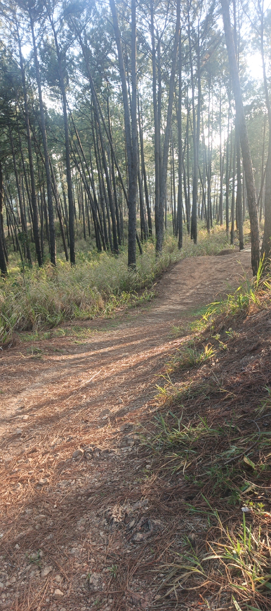 Evening forest hike documented in Naguanagua, Venezuela