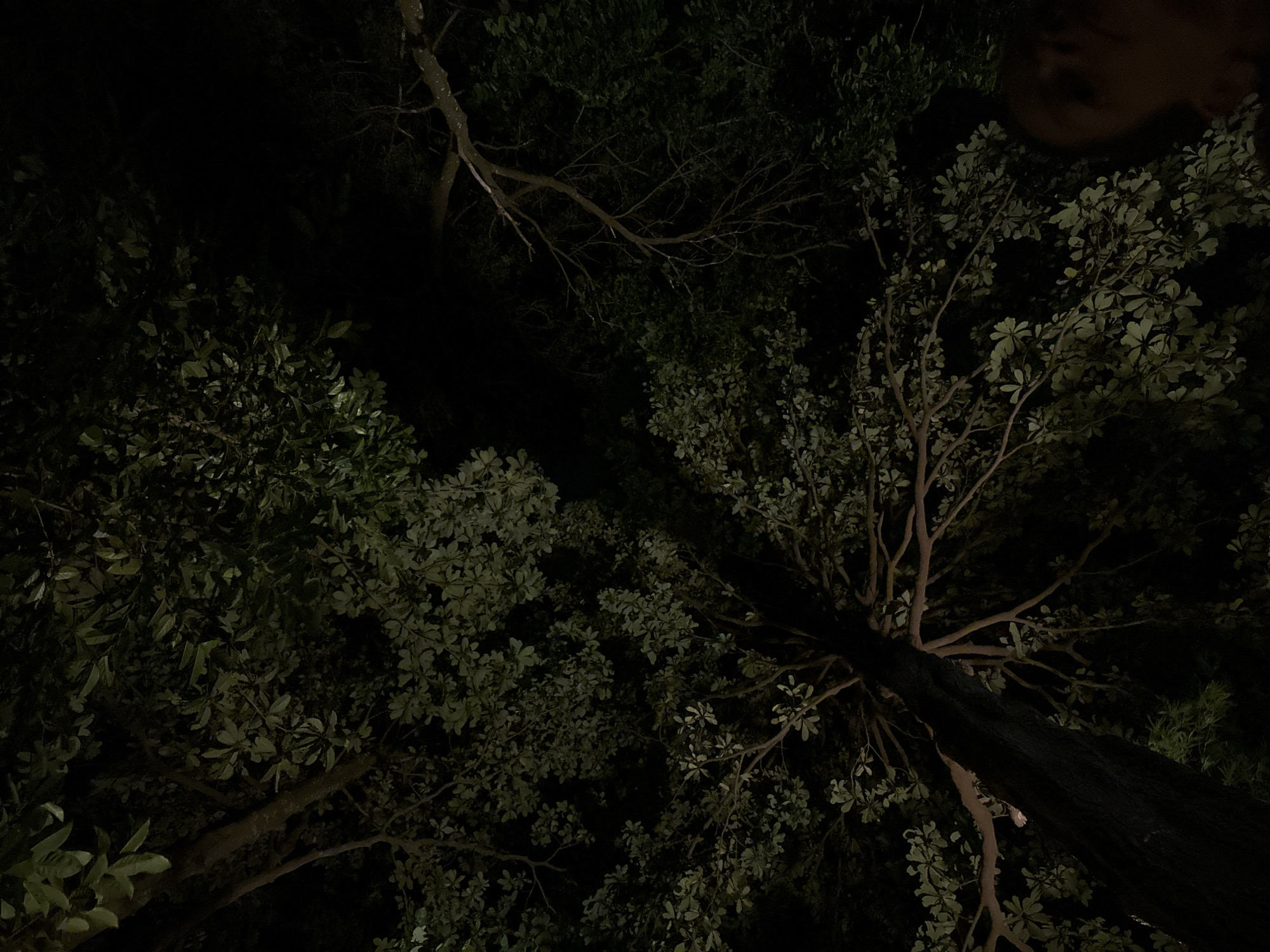 Nighttime tree canopy photographs captured in Koh Phangan, Thailand
