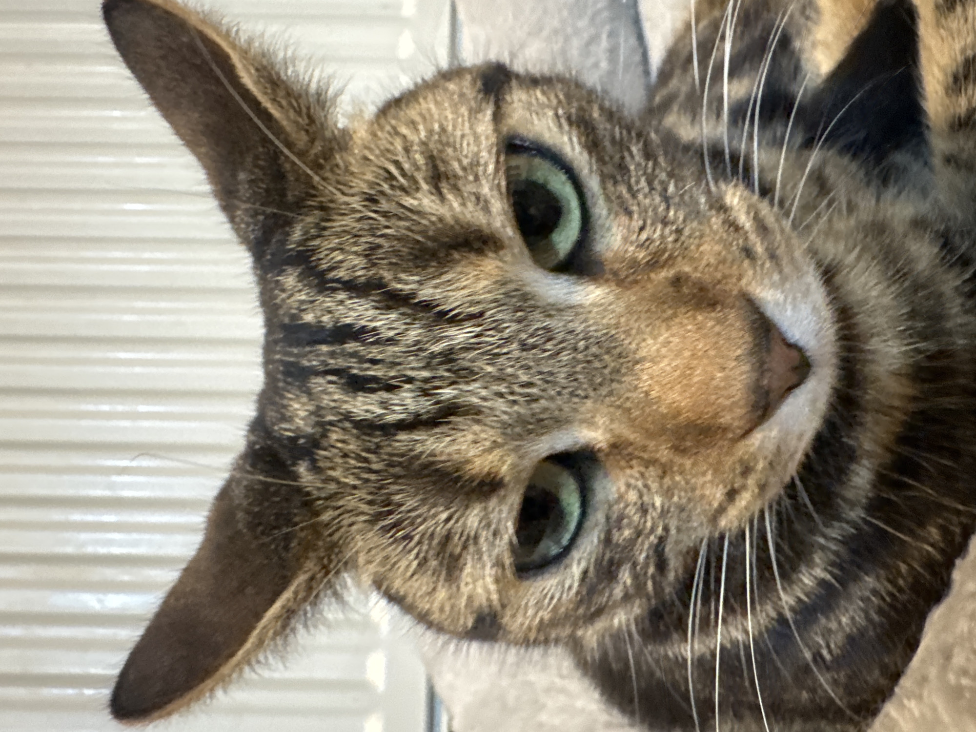 Cats photographed playing with cardboard boxes in Desborough home