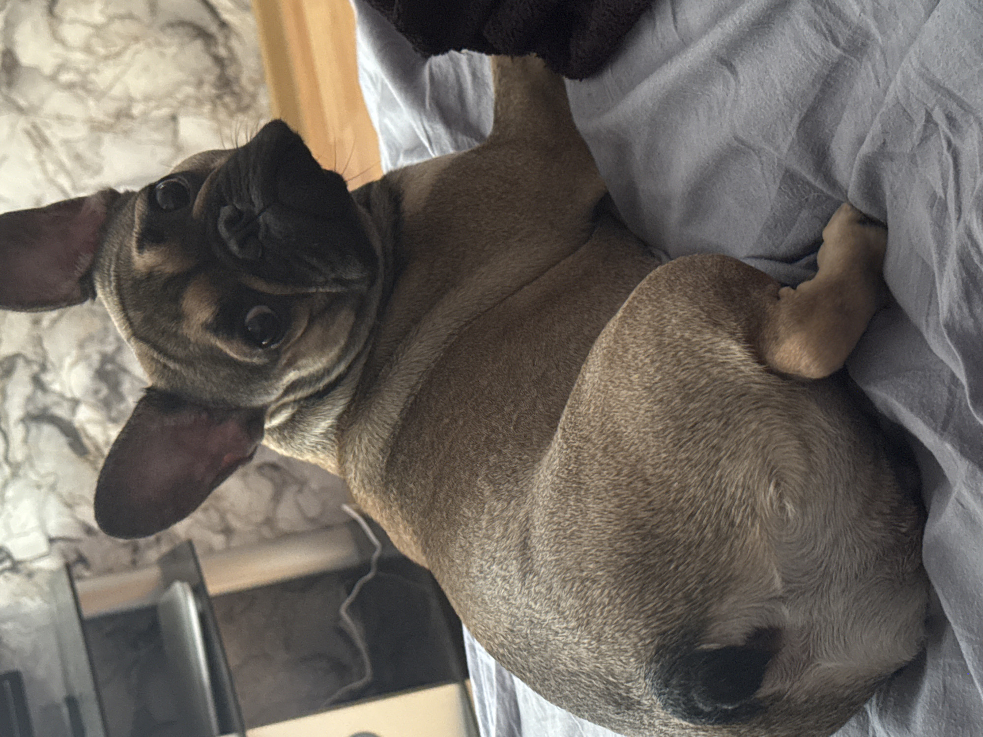 French Bulldogs, foliage, and a ribbon-covered light fixture