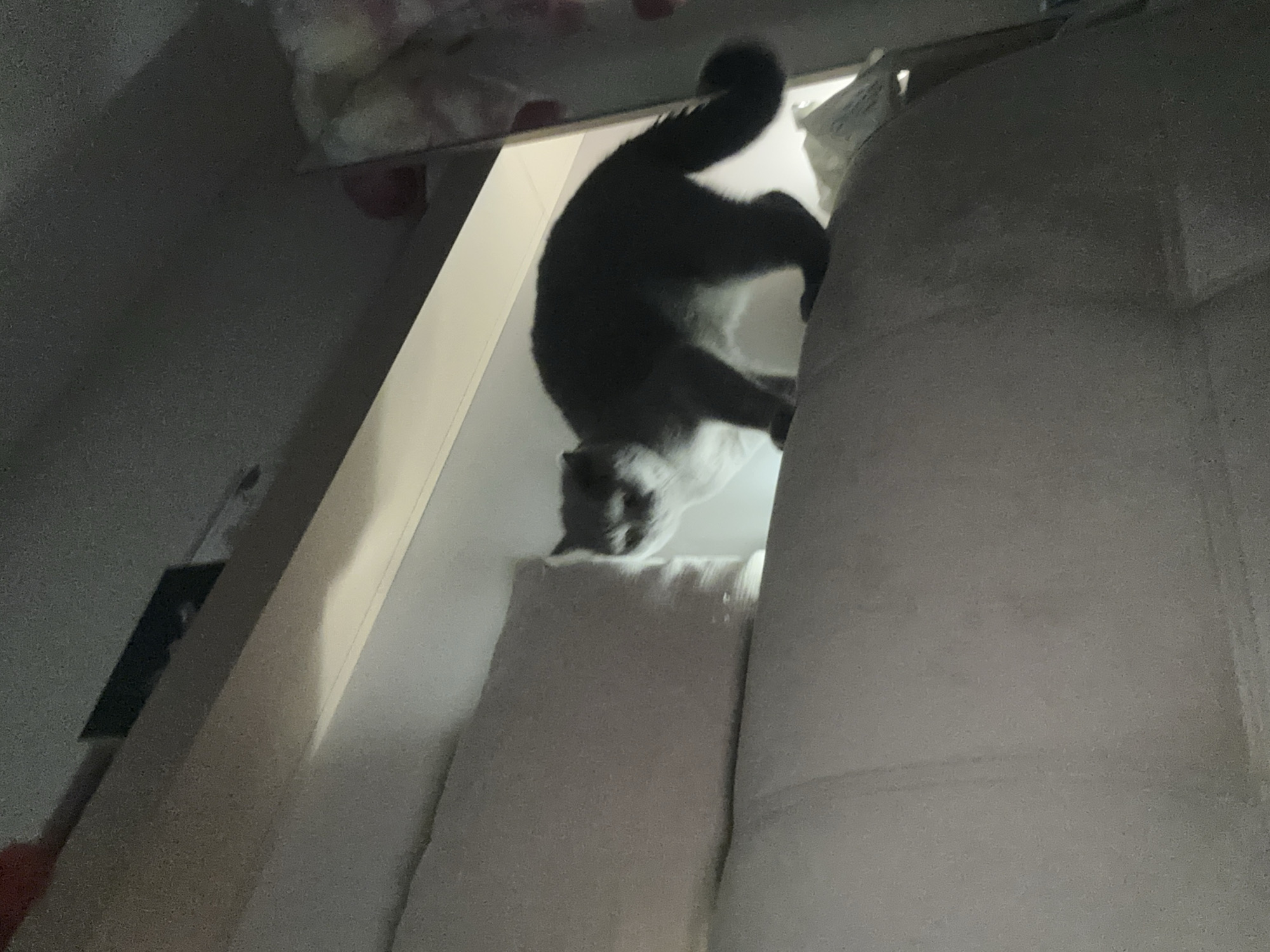 Grey British Shorthair at home in Ruse, Bulgaria