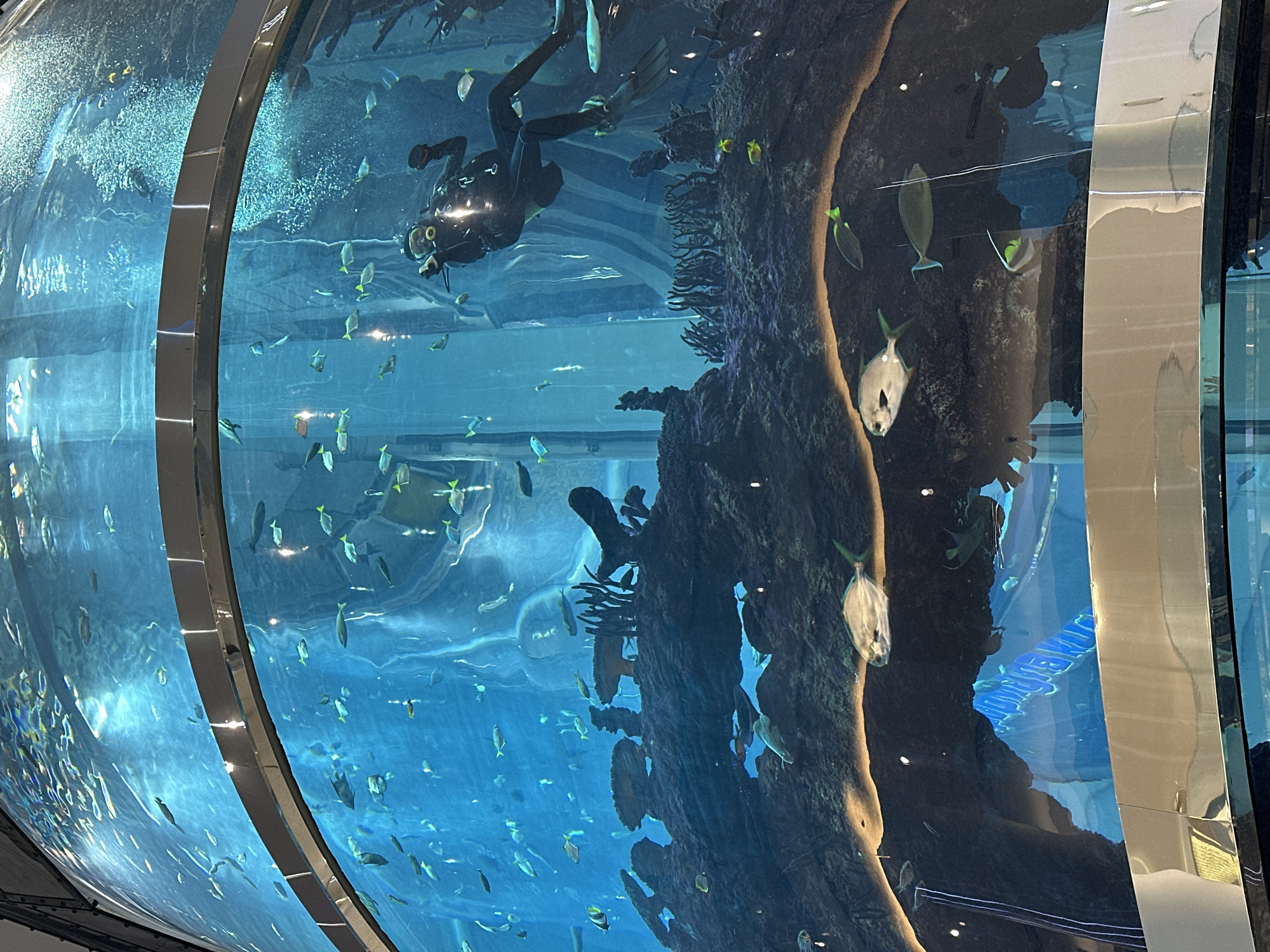Scuba diver spotted in Moscow public aquarium
