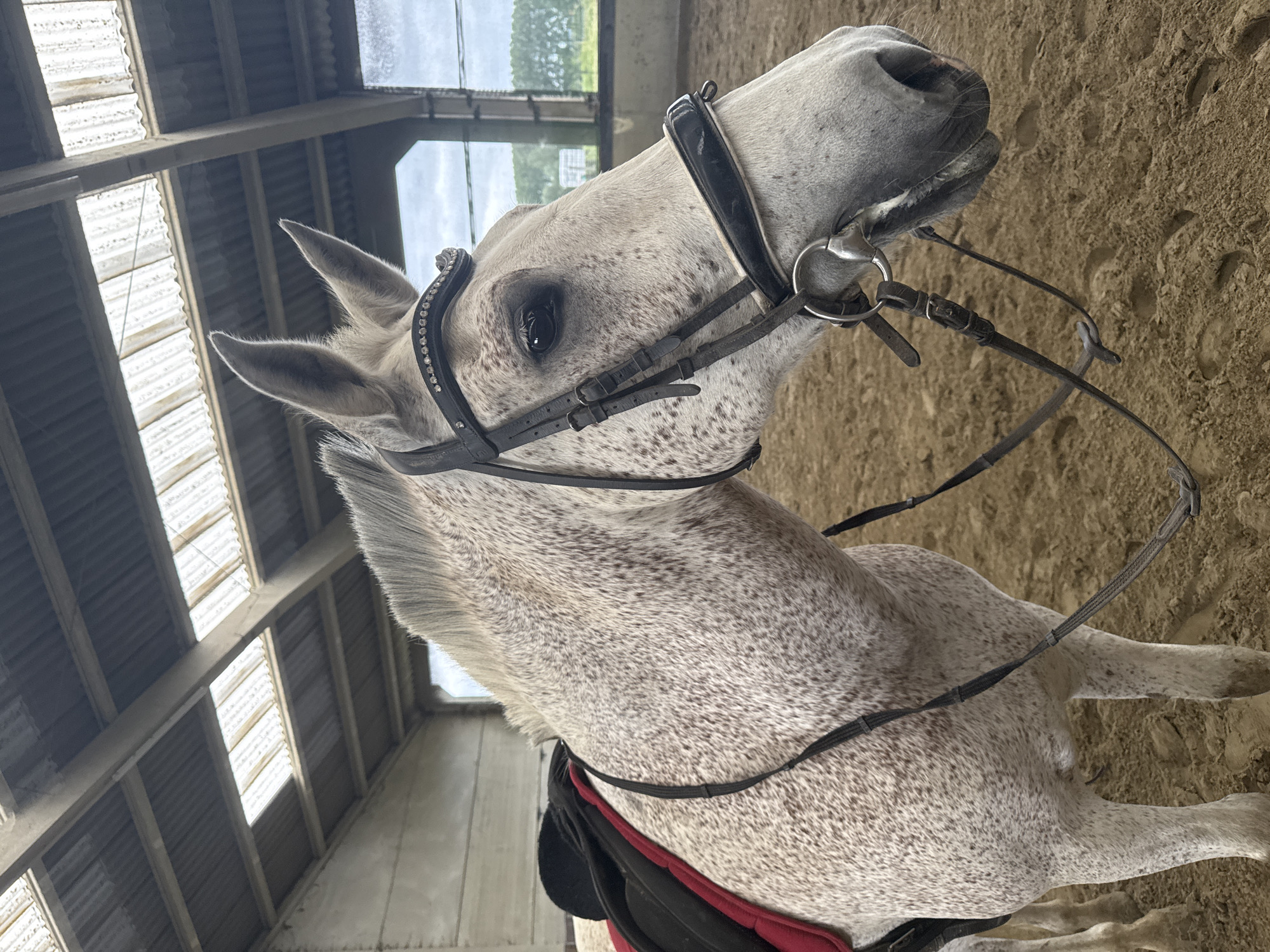 Horses observed in Belgian stable during afternoon care routine