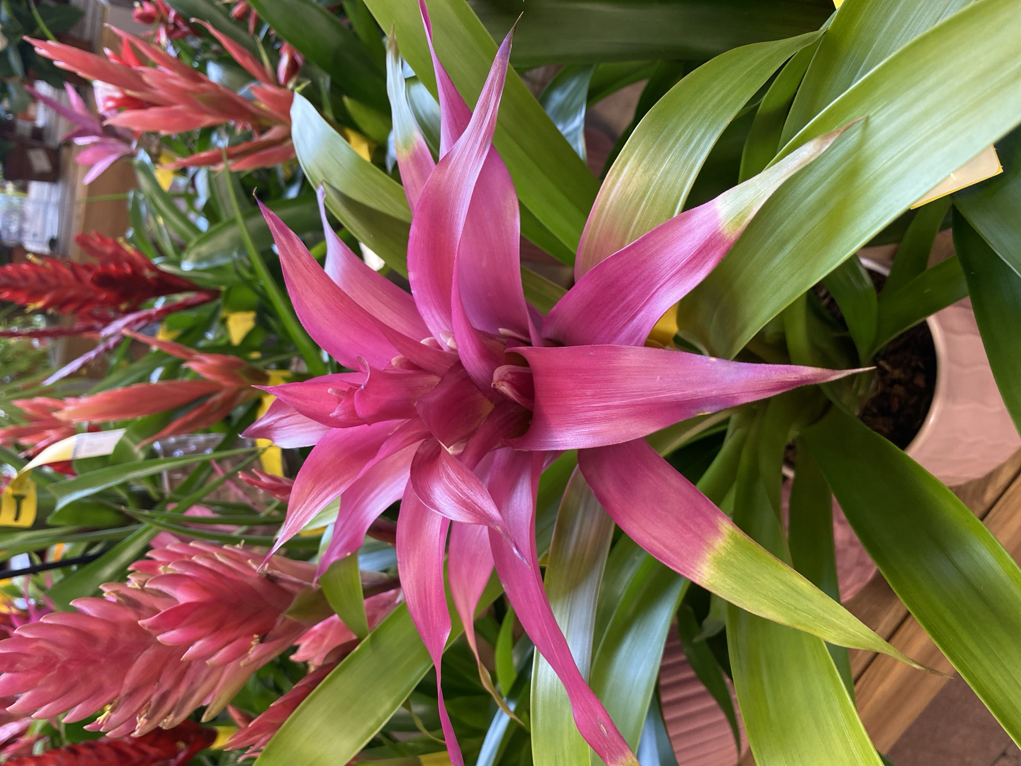 Morning visit to garden center in Thiers documents flowering plants