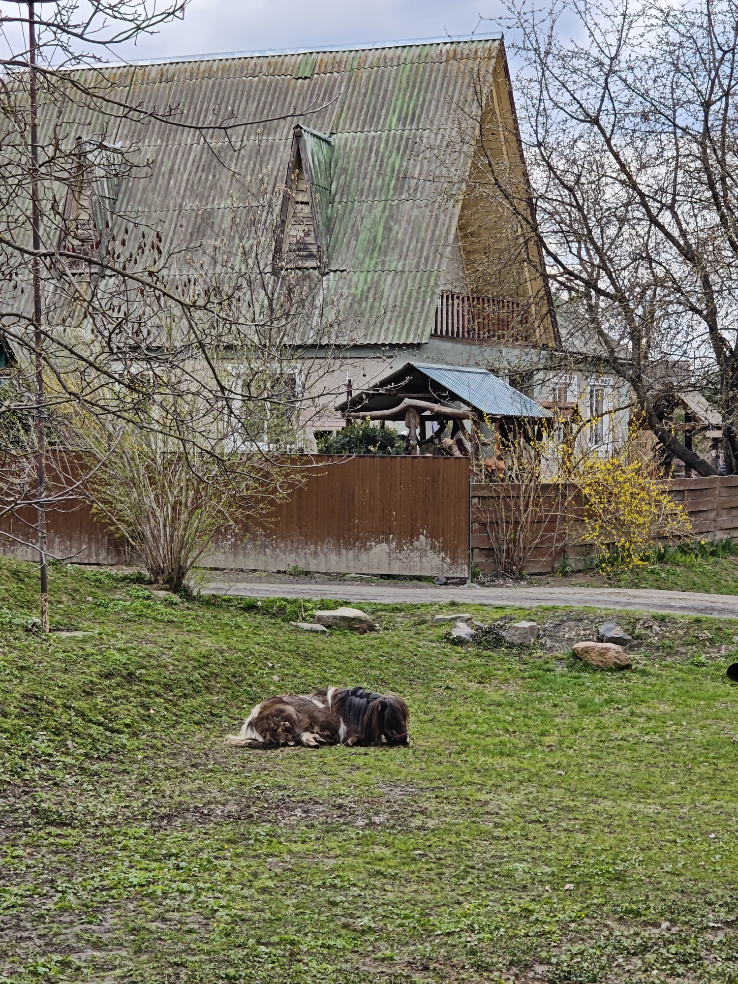 Ponies and donkeys graze peacefully in rural Khrinivka, Ukraine