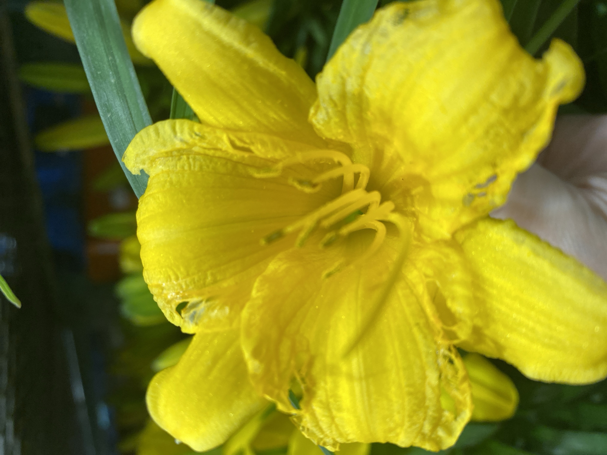 Yellow lilies and purple blooms, up close in Pointe-Claire