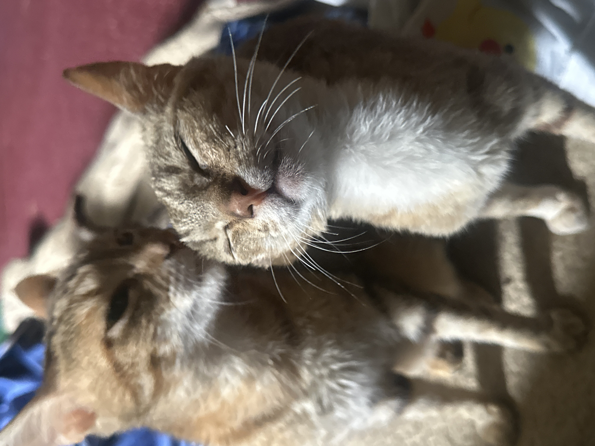 Cats relaxing indoors in Jos, Nigeria