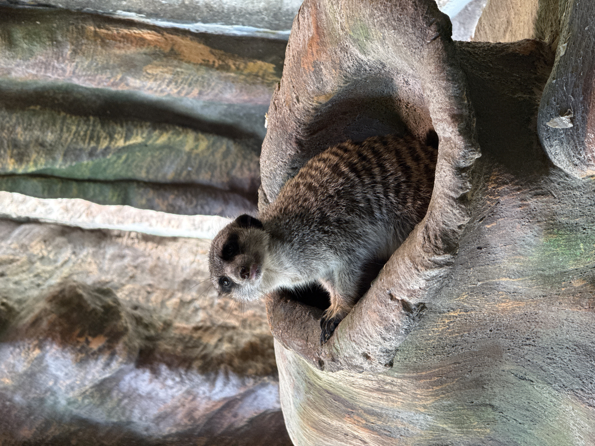 Animal encounters at Daugavpils Zoo on a July morning