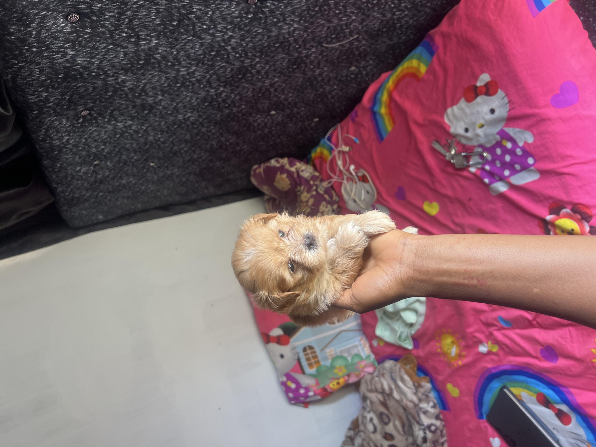 New puppies and lazy morning vibes in Jos, Nigeria