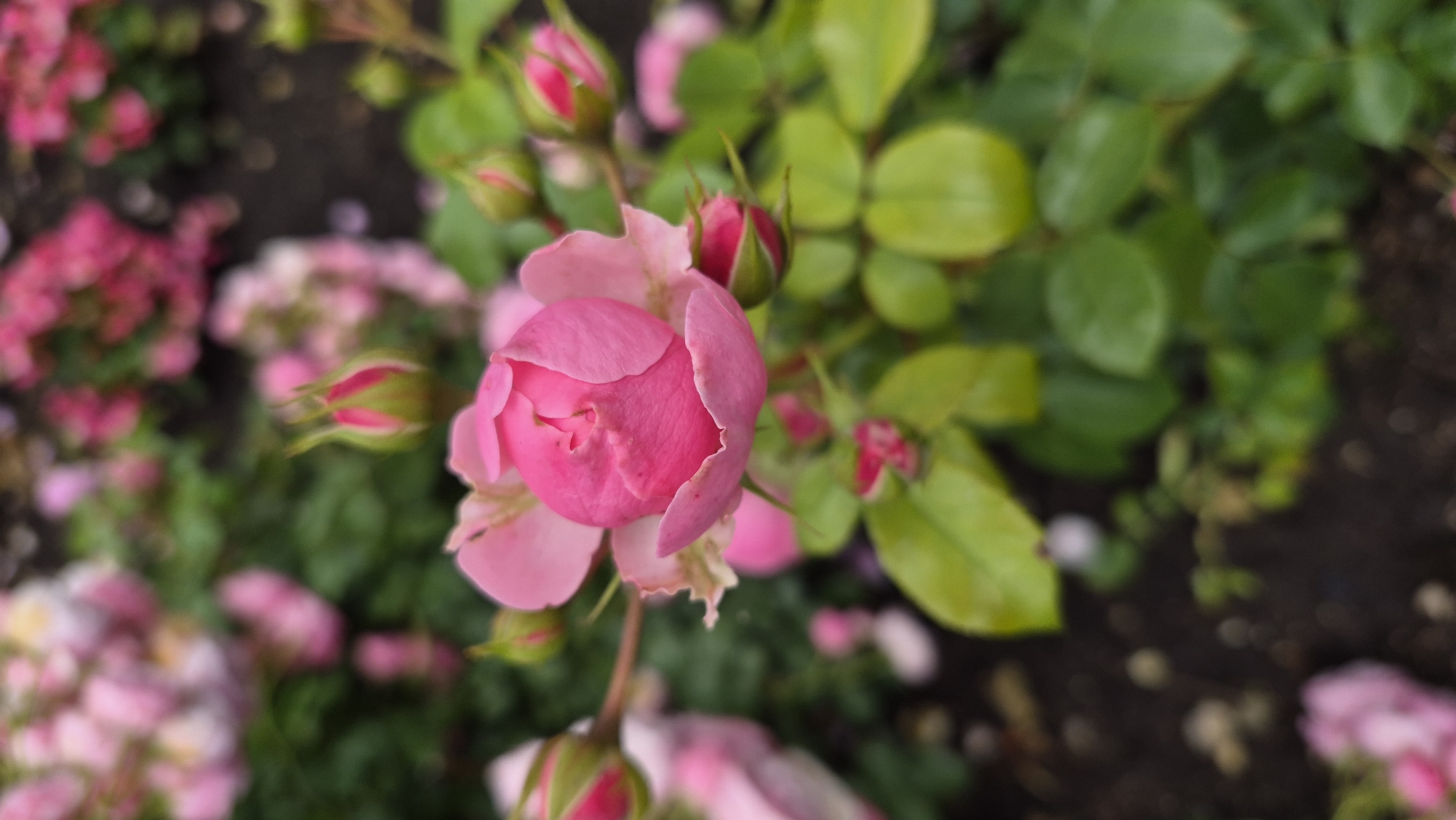Krāslava town center: roses, a Viking fountain, and quiet streets