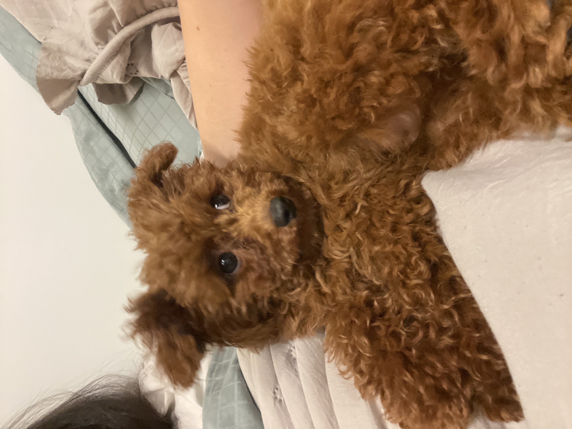 Woman and brown poodle share quiet evening moments in Sofia