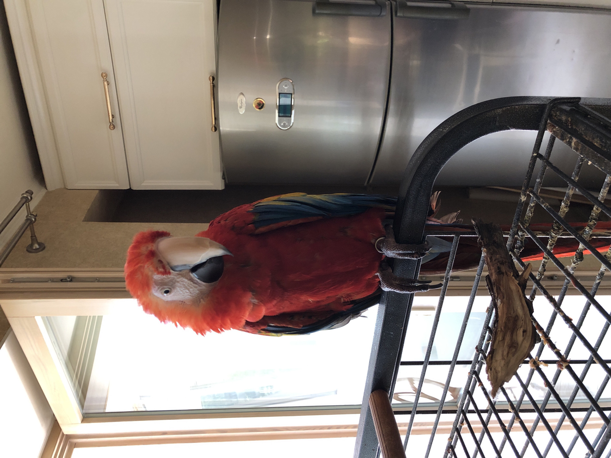 Scarlet Macaw perched at home in Kazan