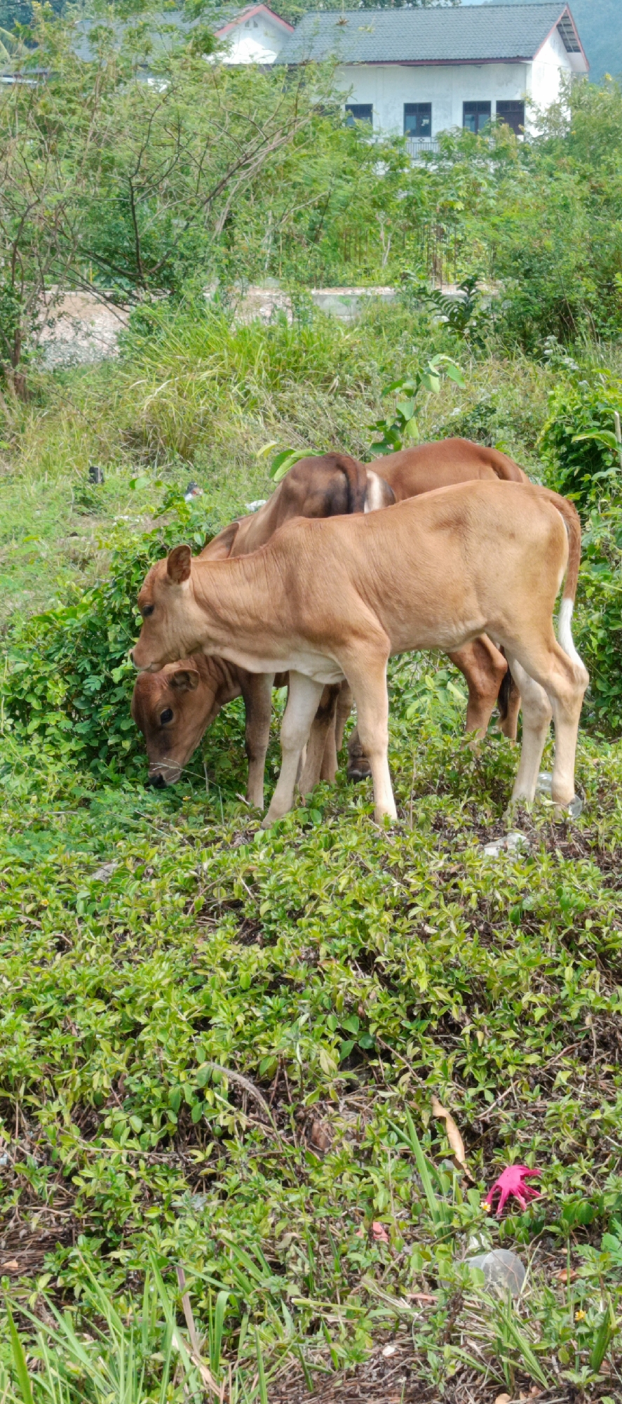 Cows grazing and crossing a rural roadside in Pashiebeutong, Indonesia