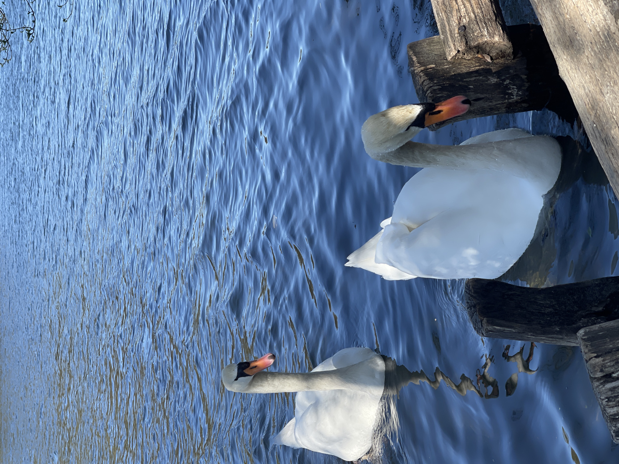 Two mute swans spotted swimming in Berlin waterway