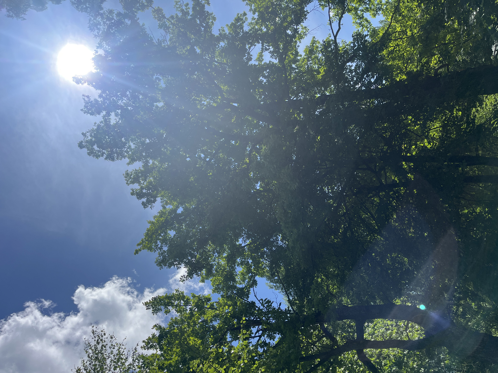 Sunny morning documented through oak trees in Vasilyevo, Russia