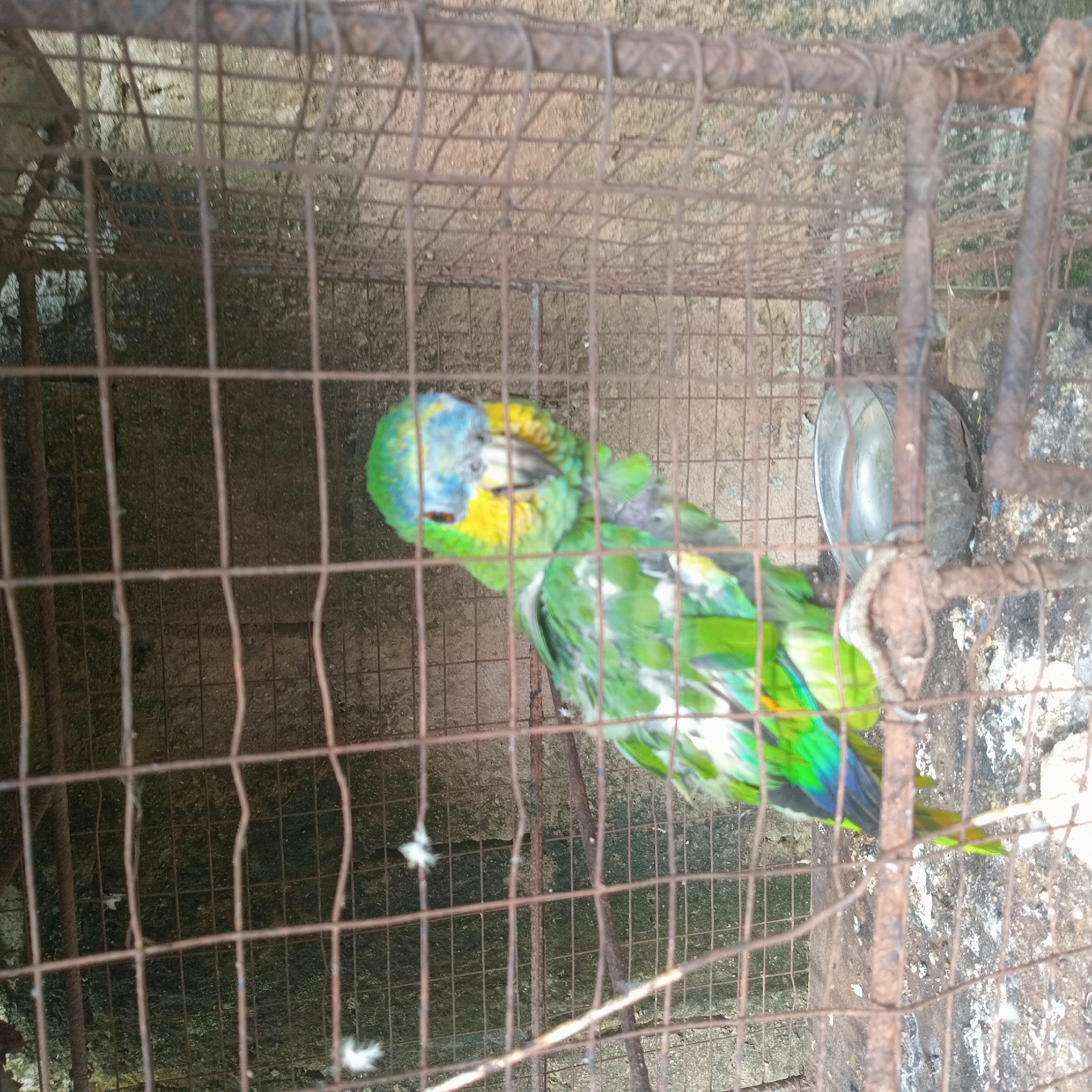 Caged parrot and selfies from an afternoon in Duaca