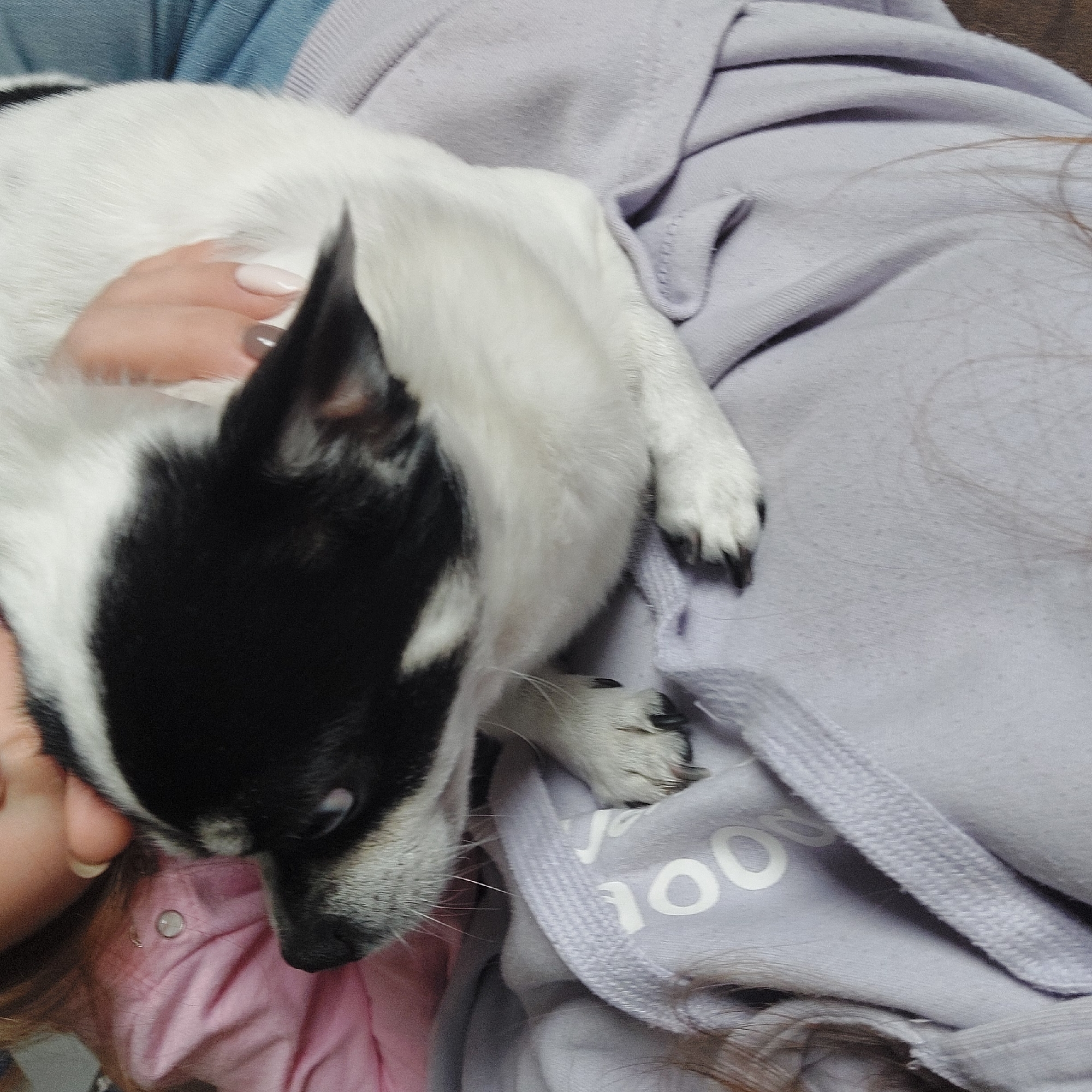Chihuahua rests on owner in lavender sweatshirt in Haskovo