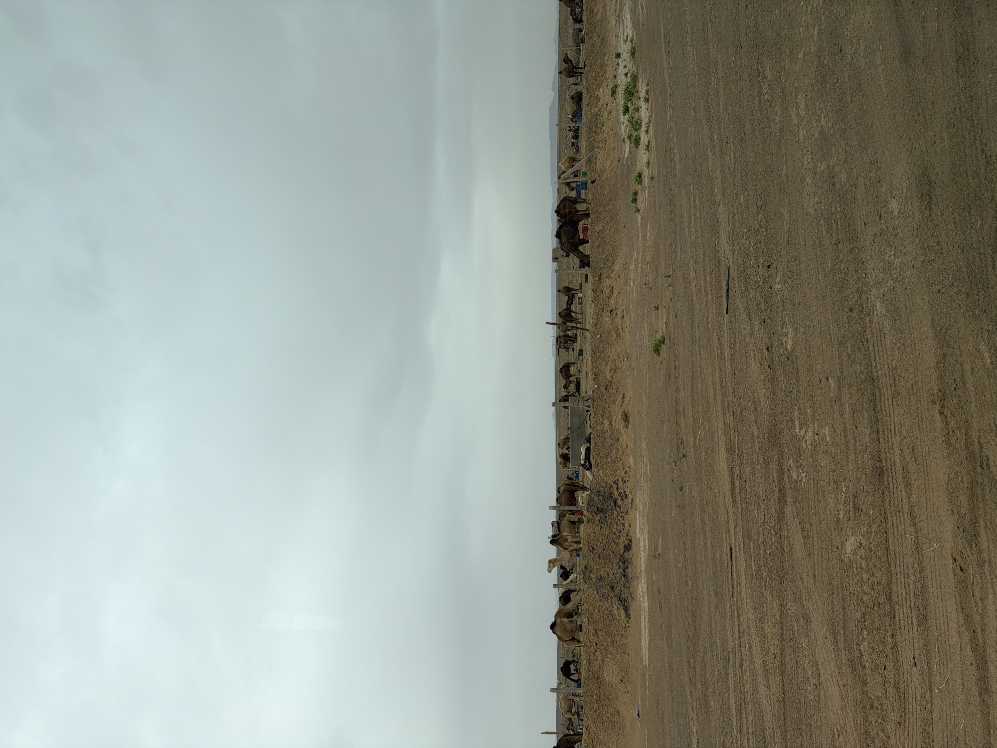 Camel market documented in Rissani, Morocco on cloudy day