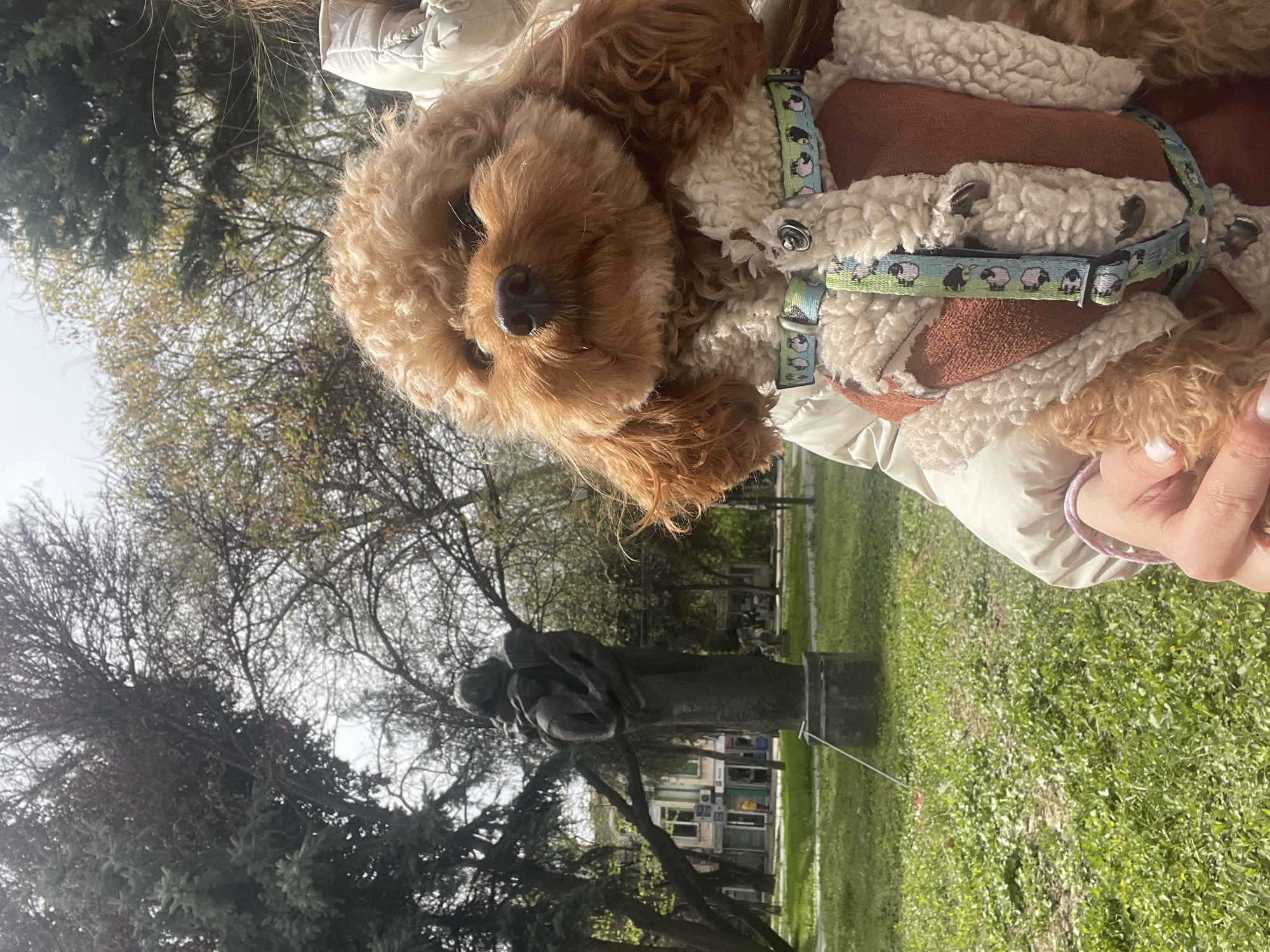 Poodle in sheep-pattern vest spotted in Pazardzhik park