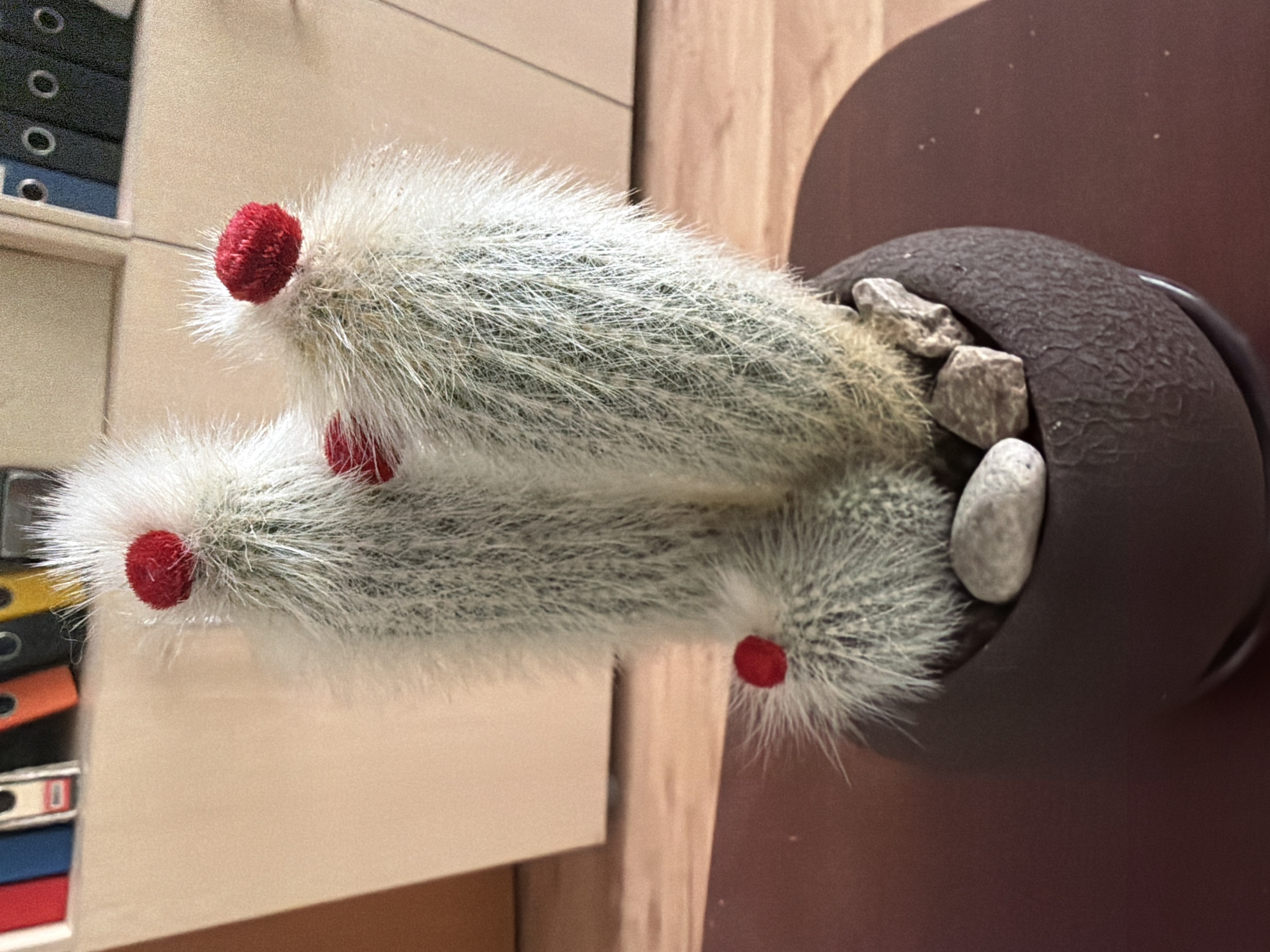 Cactus with red pom-pom buds photographed from multiple angles in Sofia