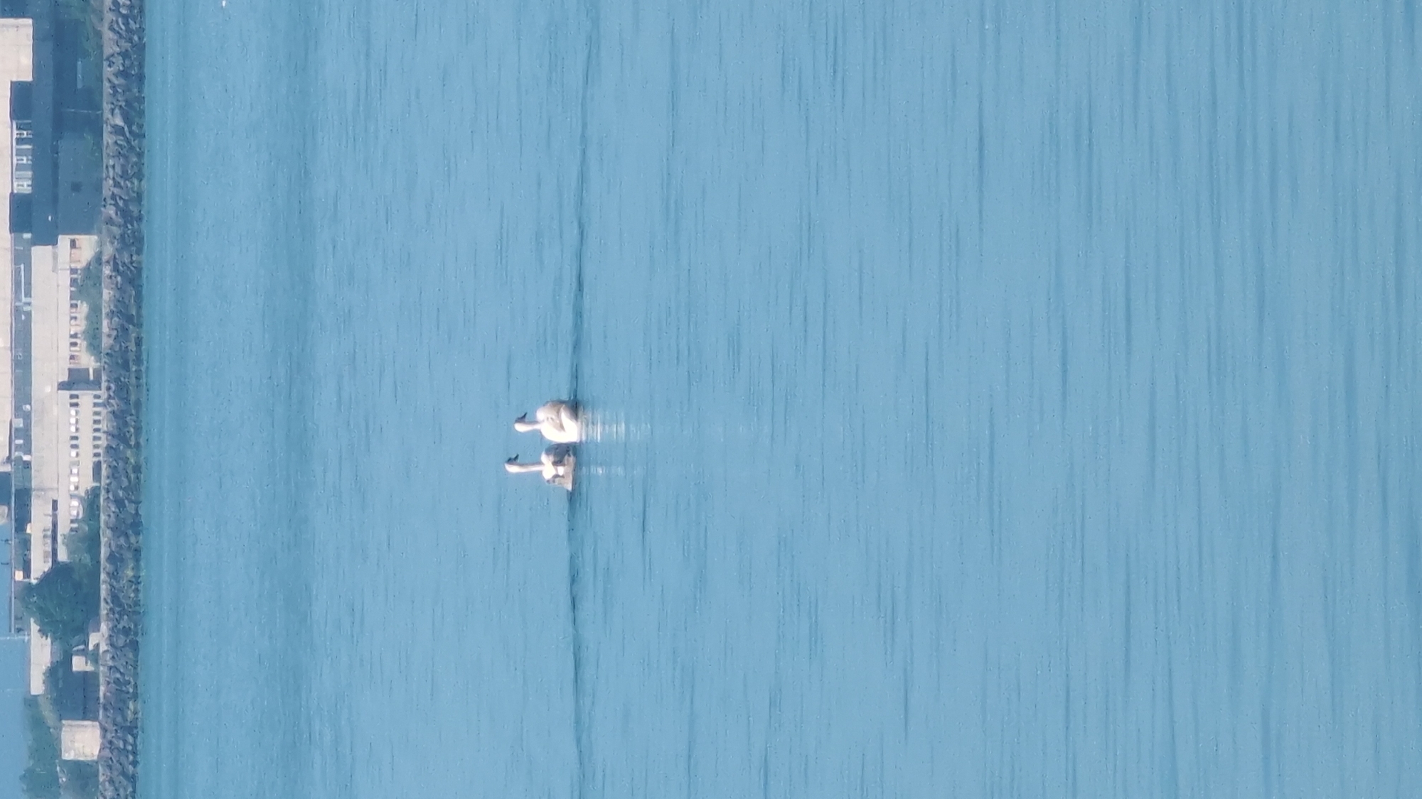 Swans swim near docked cargo ship in Burgas Bay