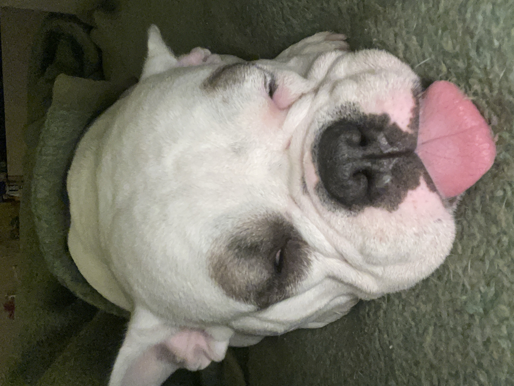 French bulldog sleeps indoors in Greek home setting