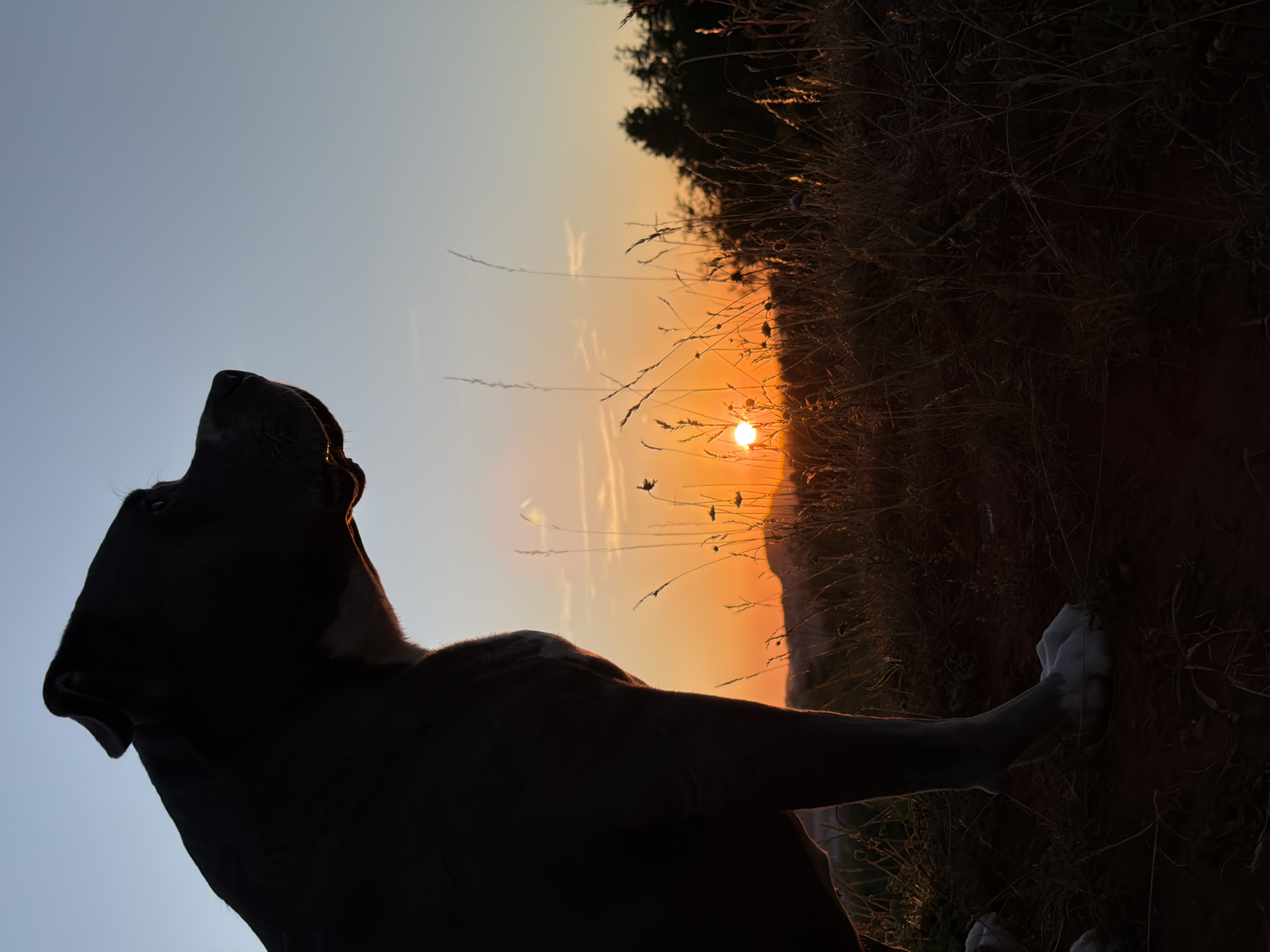 Dog silhouetted against a Luxembourg sunset