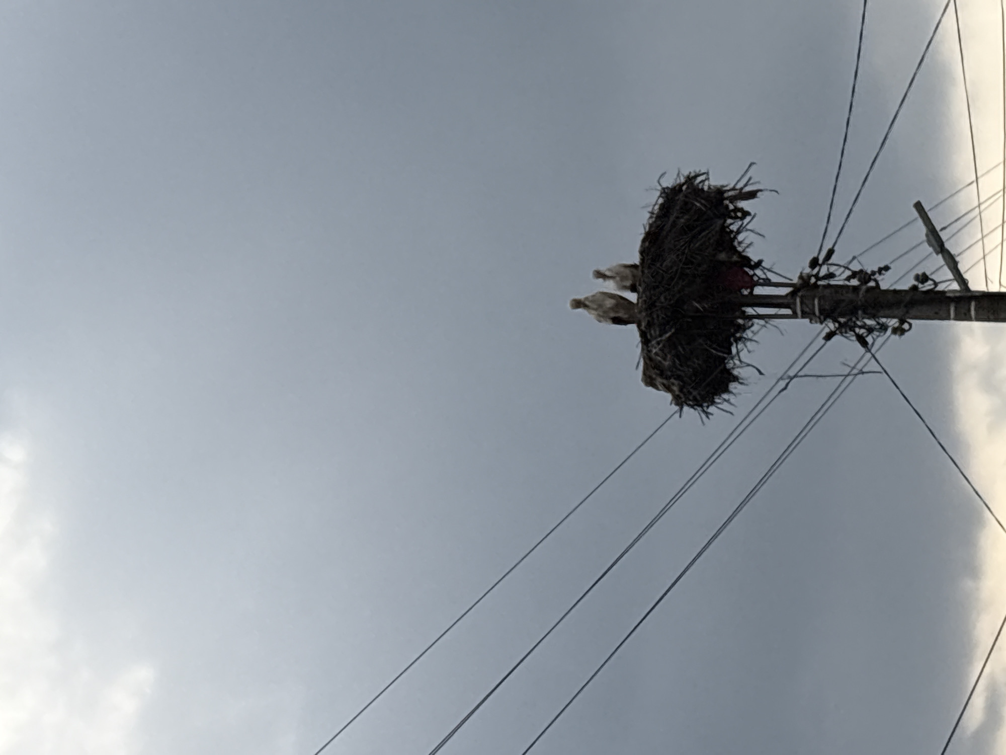 White birds nest on utility pole in Bulgaria