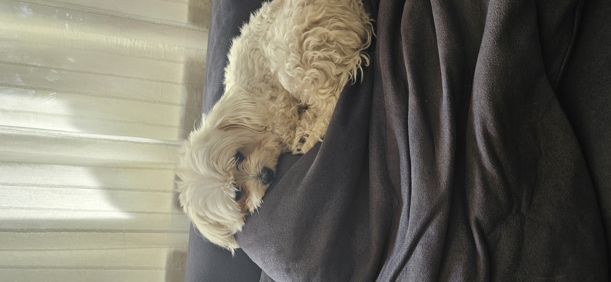 Fluffy white dog napping on a gray couch in Hévíz