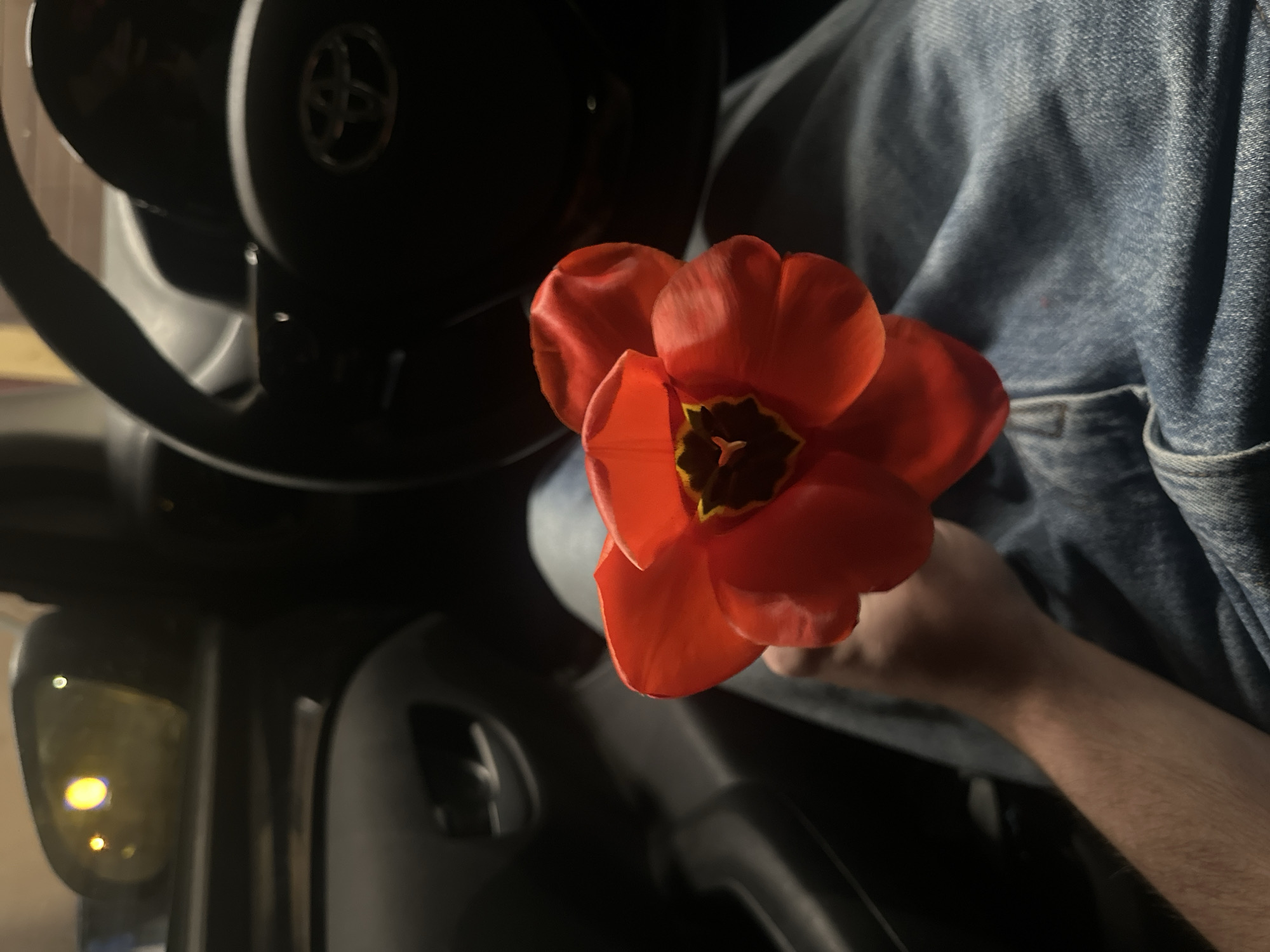Person displays red tulip inside car in Volketswil